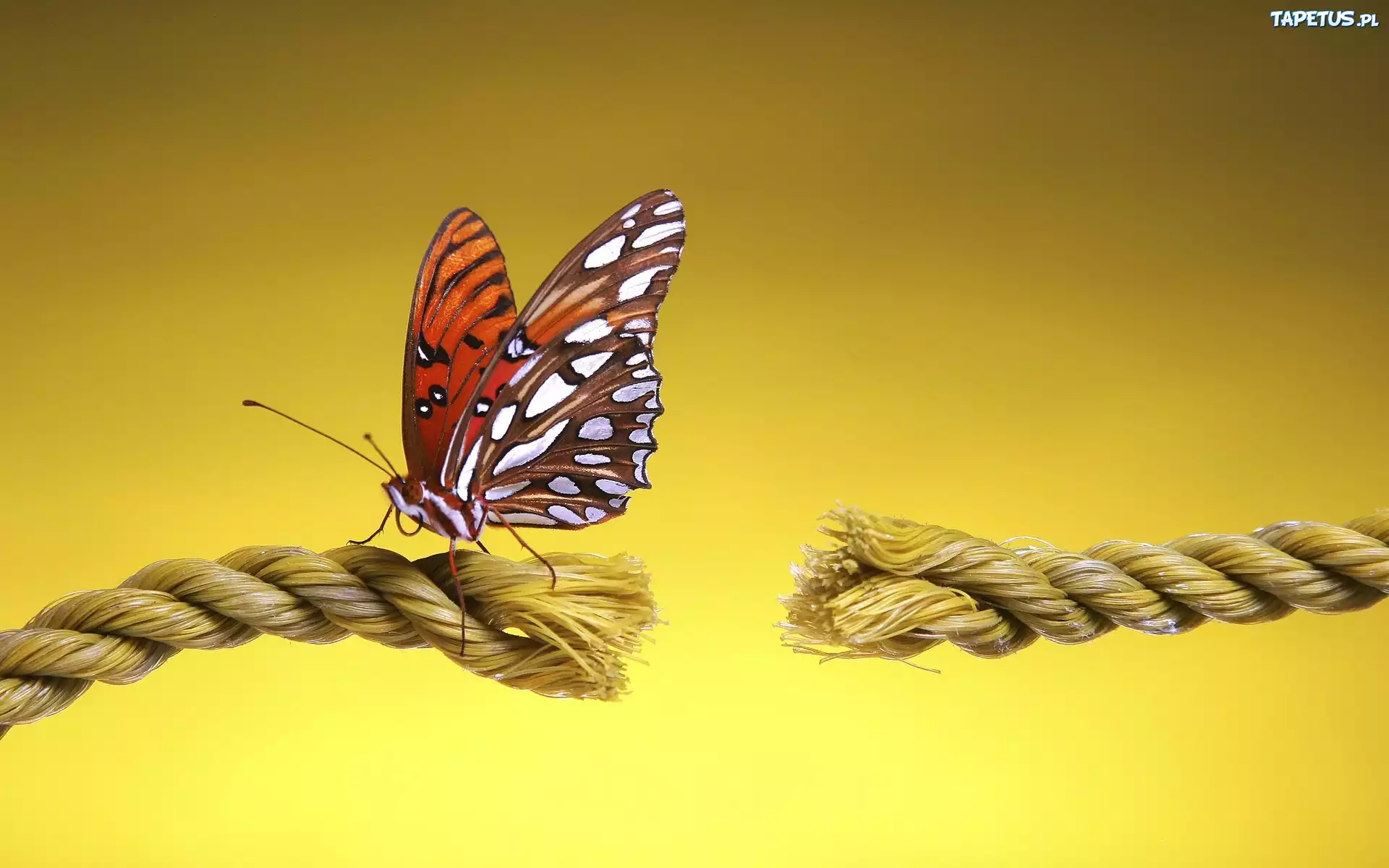 Motyl, Zerwany, Sznur