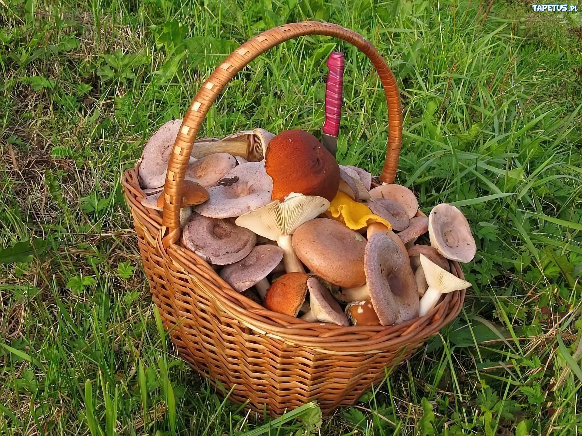 Łąka, Kosz, Pełen, Grzybów