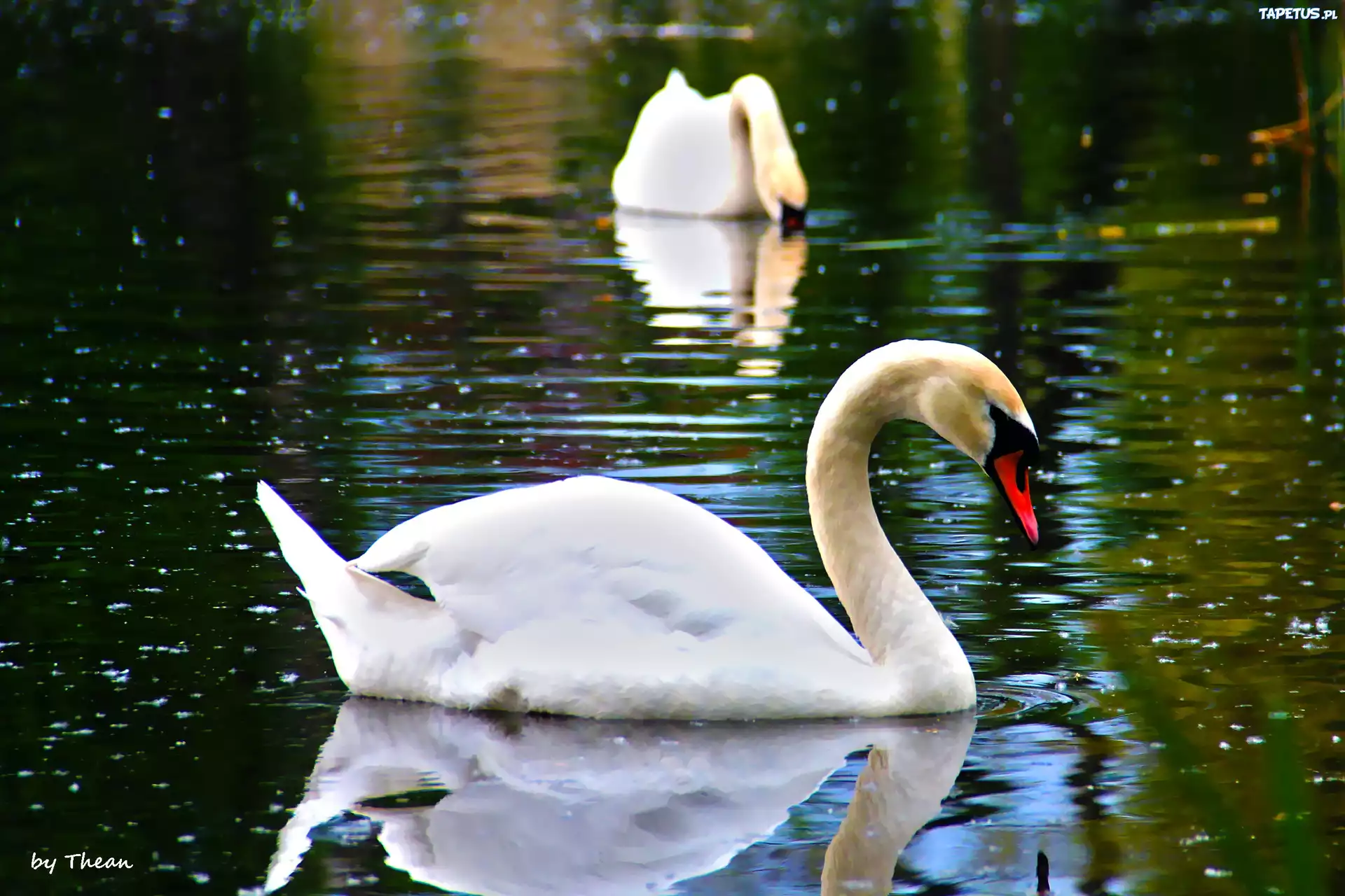 Два лебедя в озере без смс