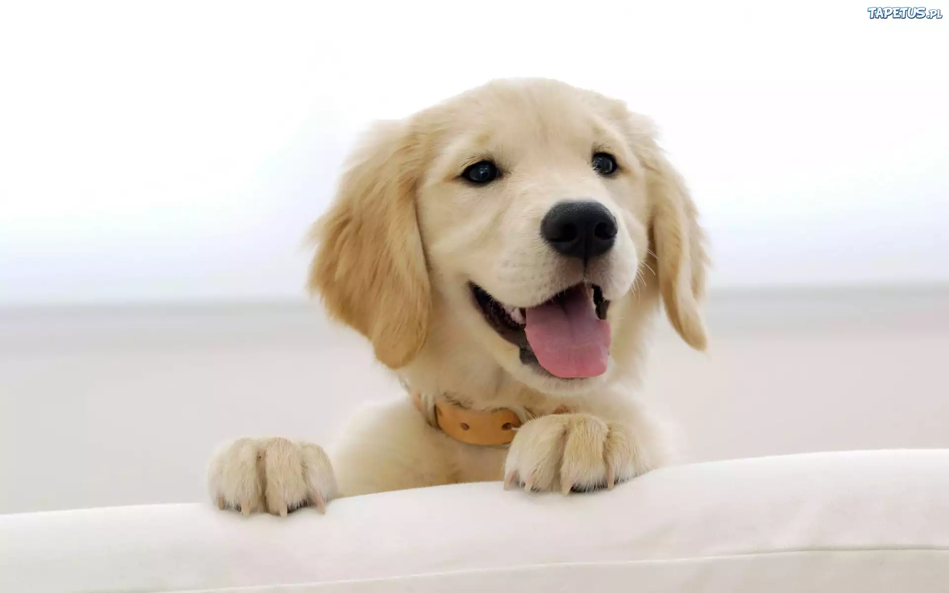 Piesek, Golden, Retriever