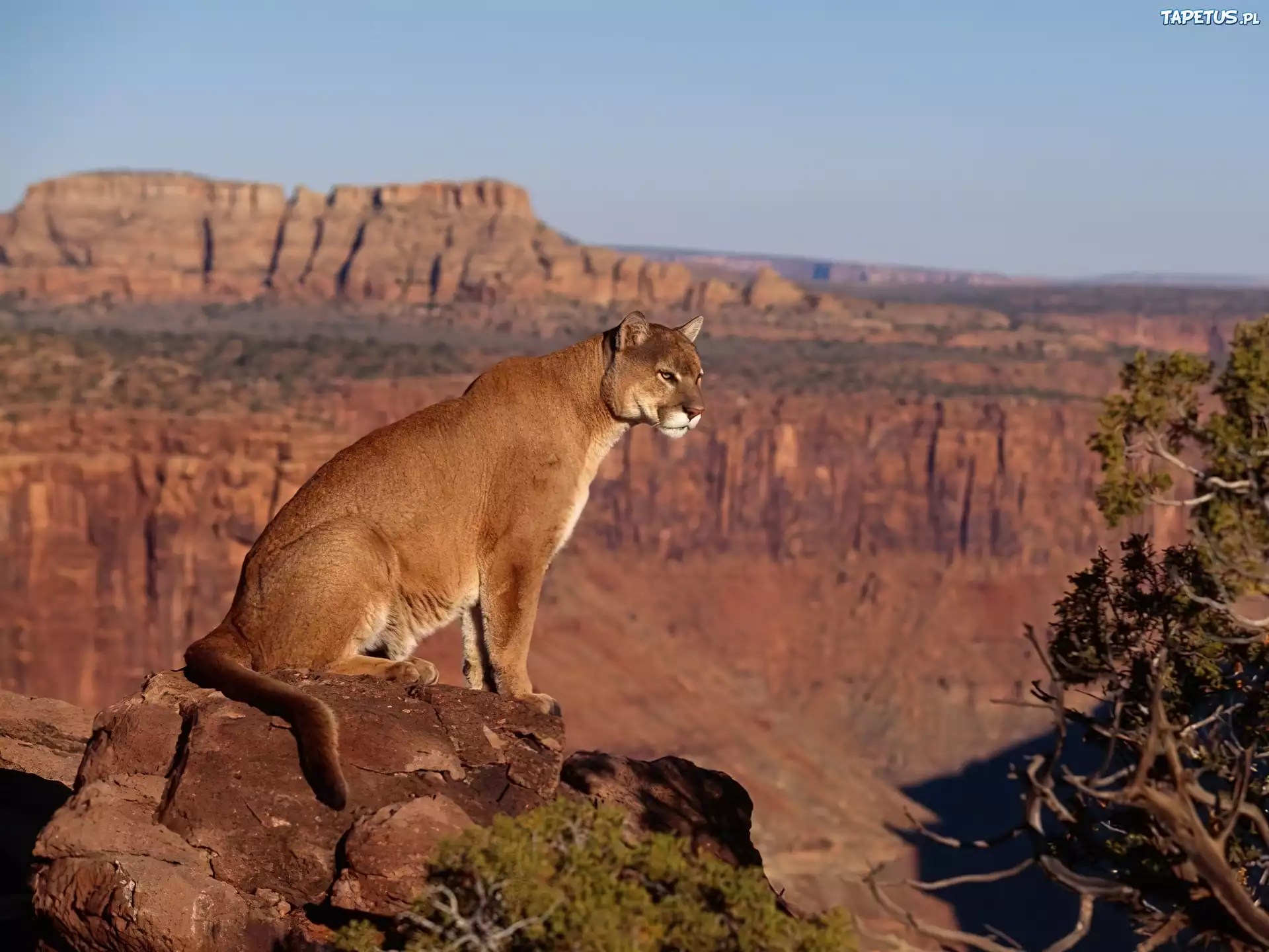 Puma, Kanion