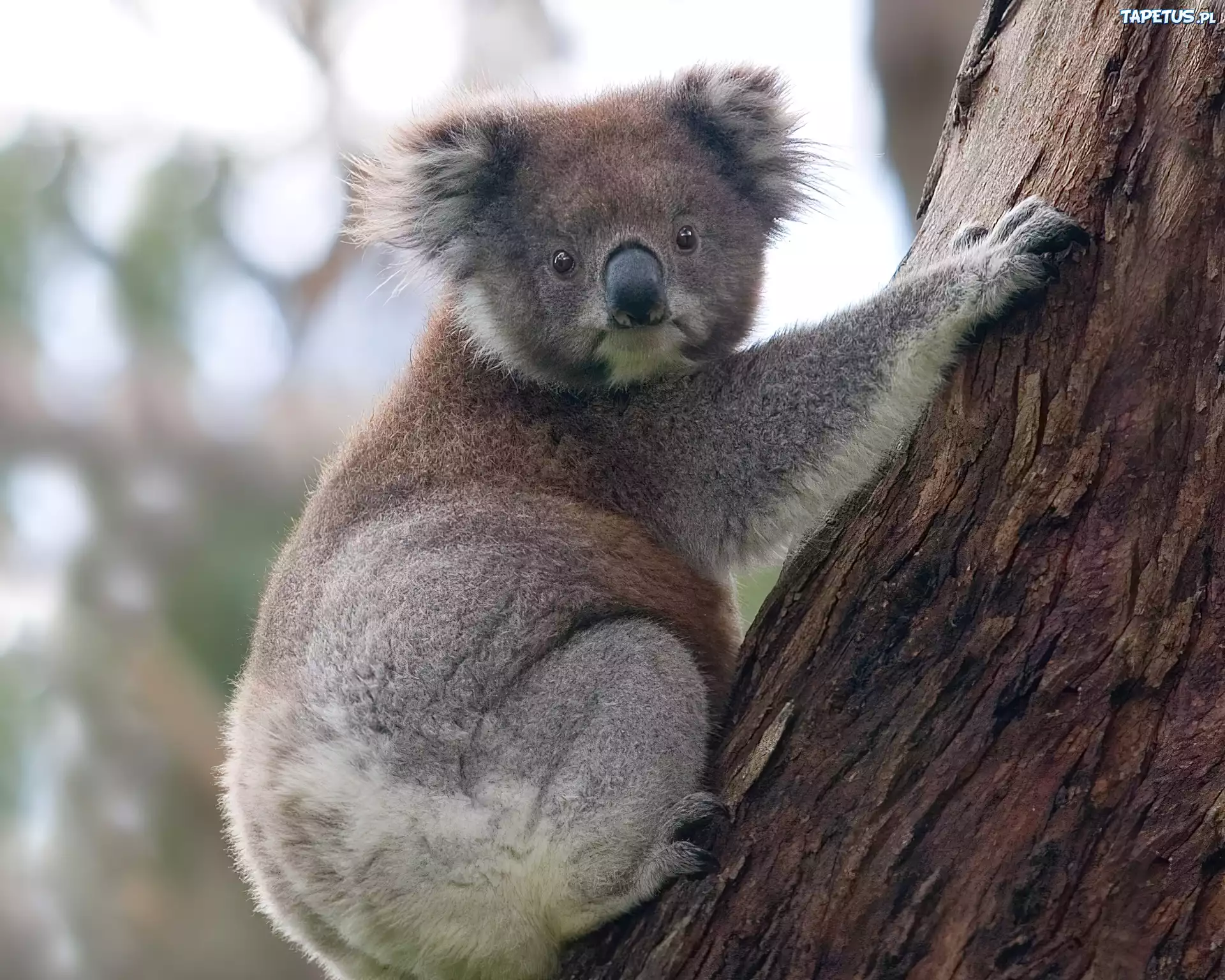 Miś, Koala, Drzewo