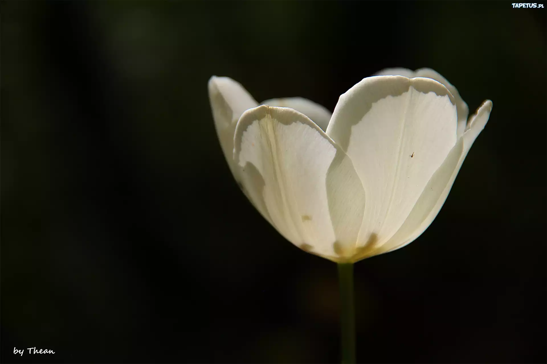 Biały, Tulipan