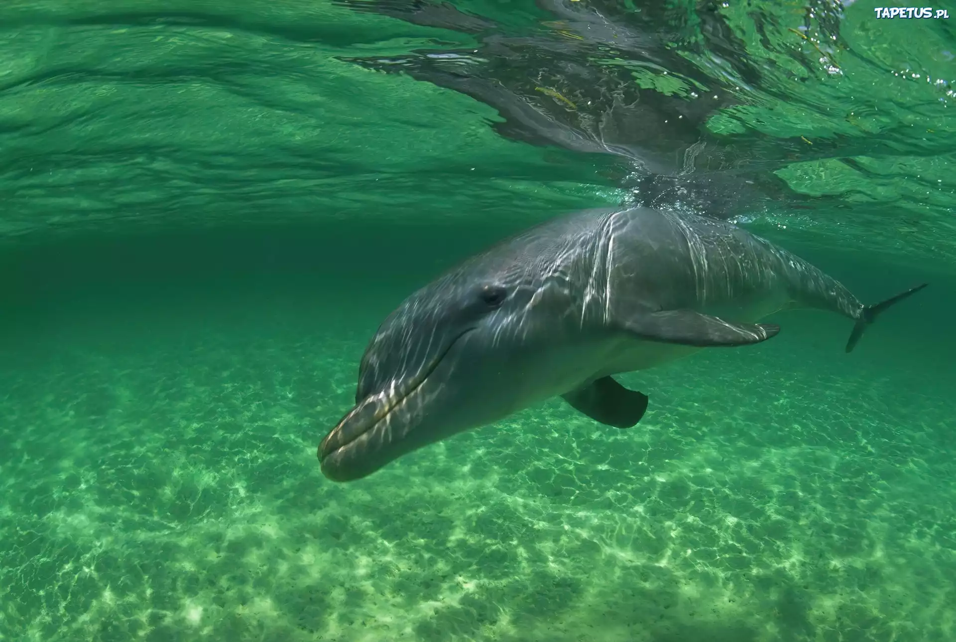 Delfin, Woda