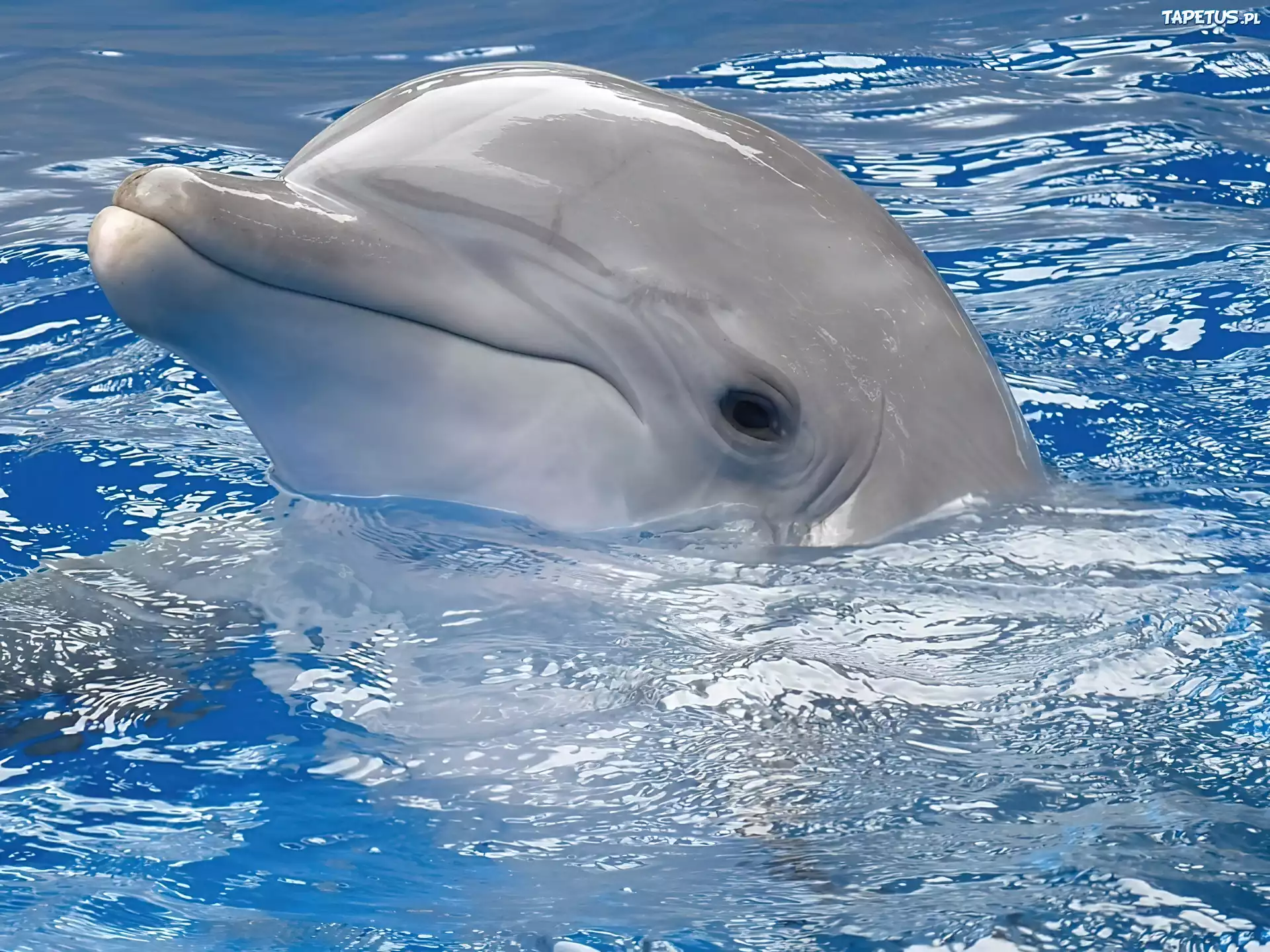 Uśmiechnięty, Delfin, Woda