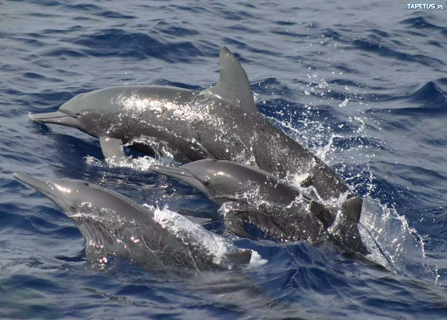 Trzy, Delfiny, Ocean