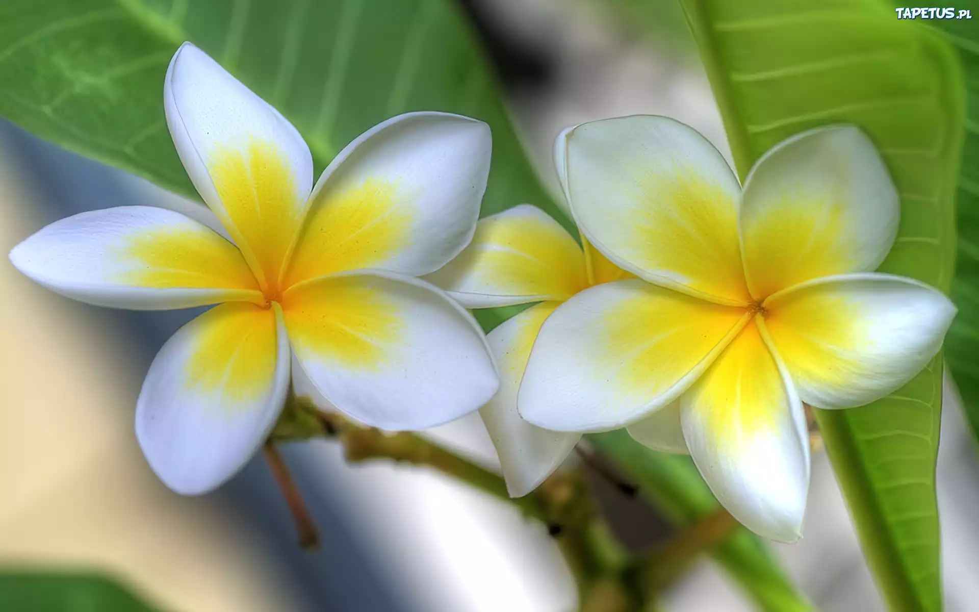 Kwiat, Lei