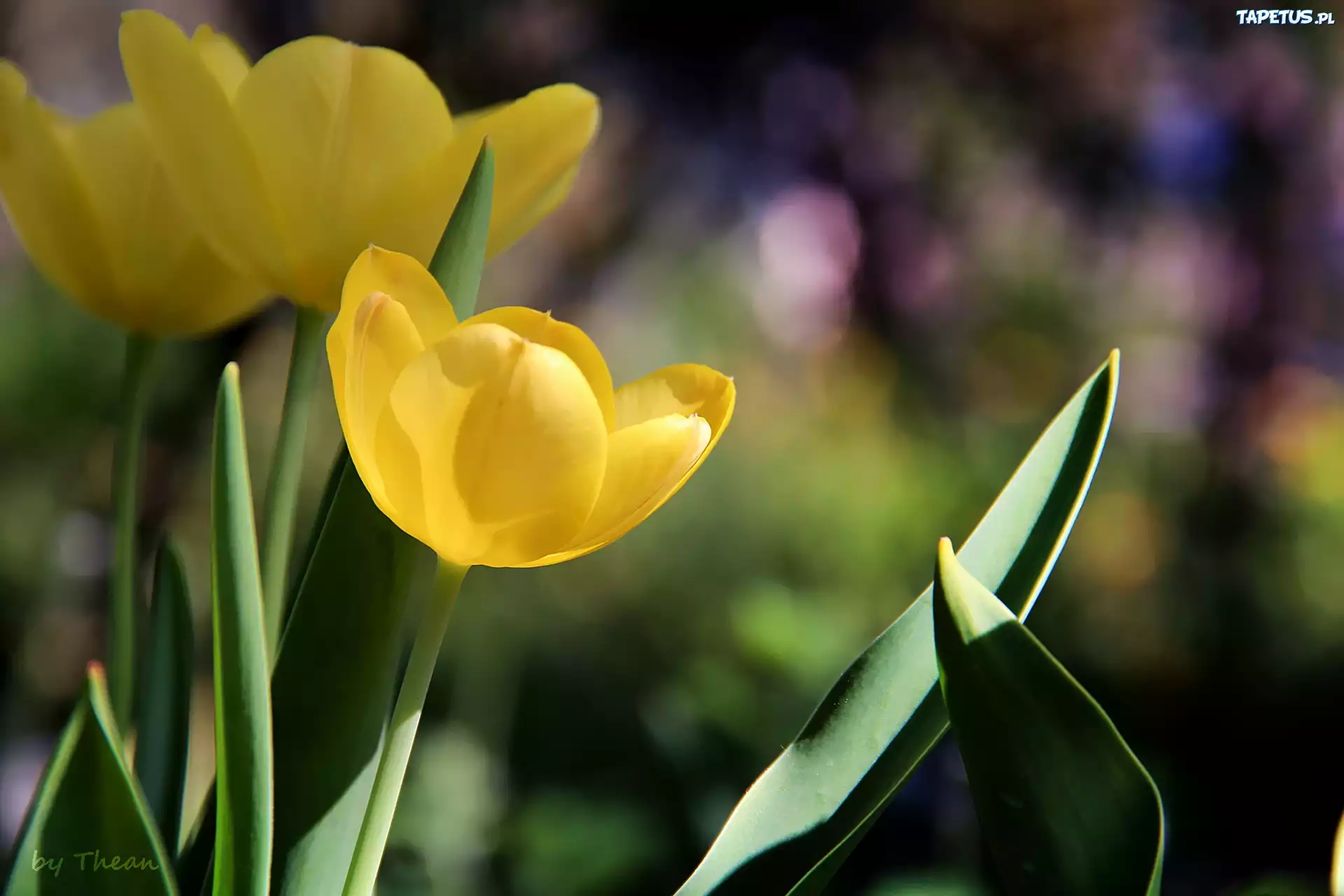 Żółte, Tulipany