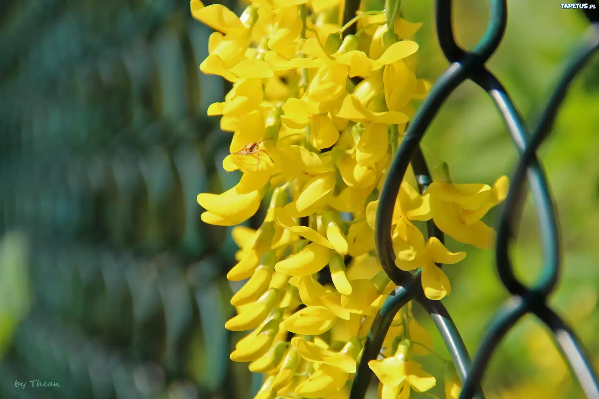 Желтые цветы под забором скачать