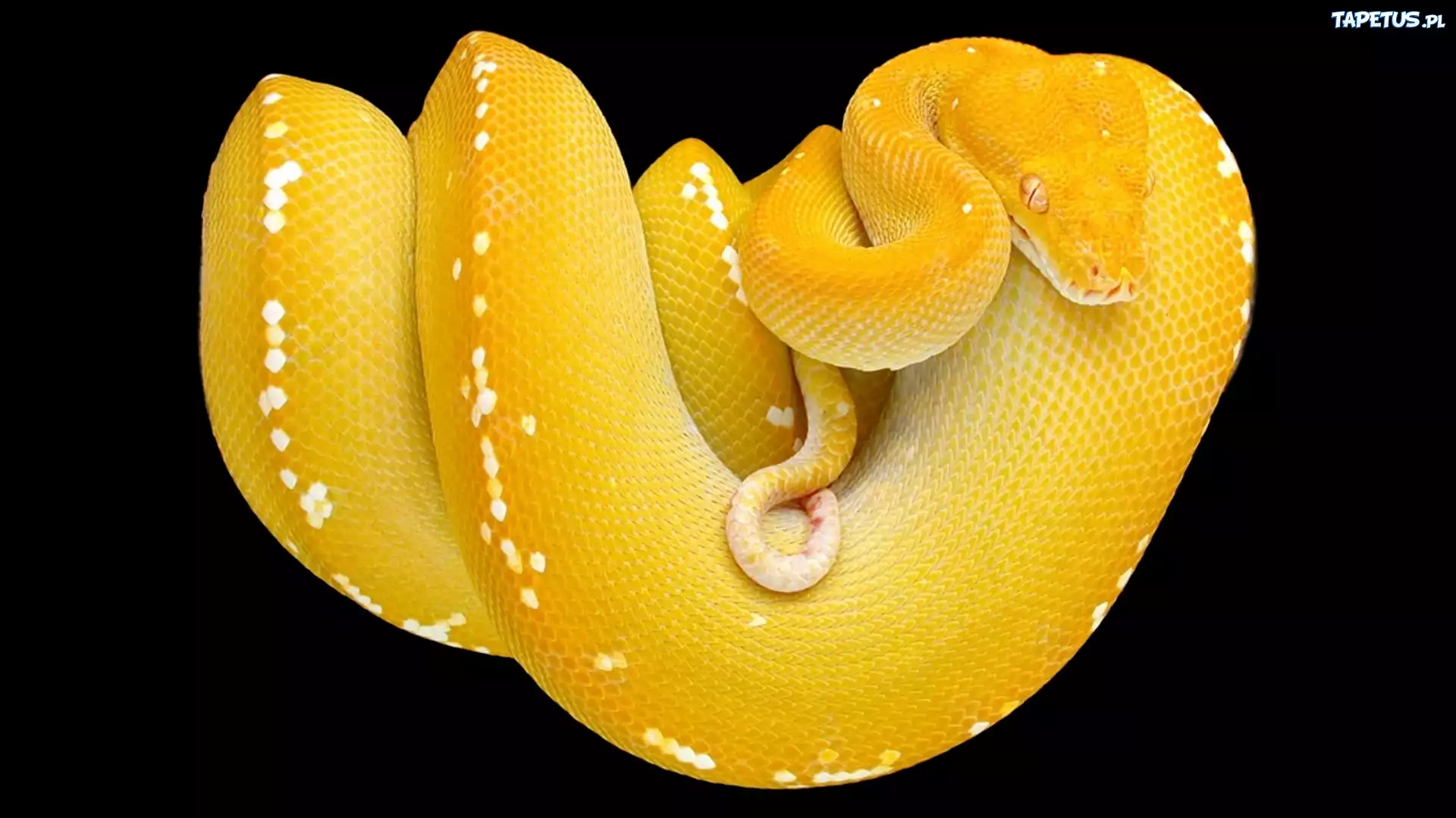 Żółty, Wąż