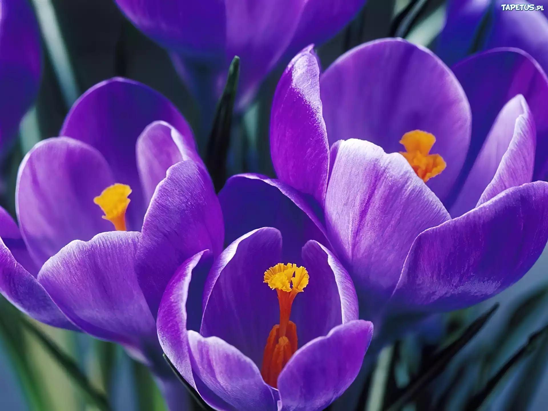 Krokus, Fioletowy
