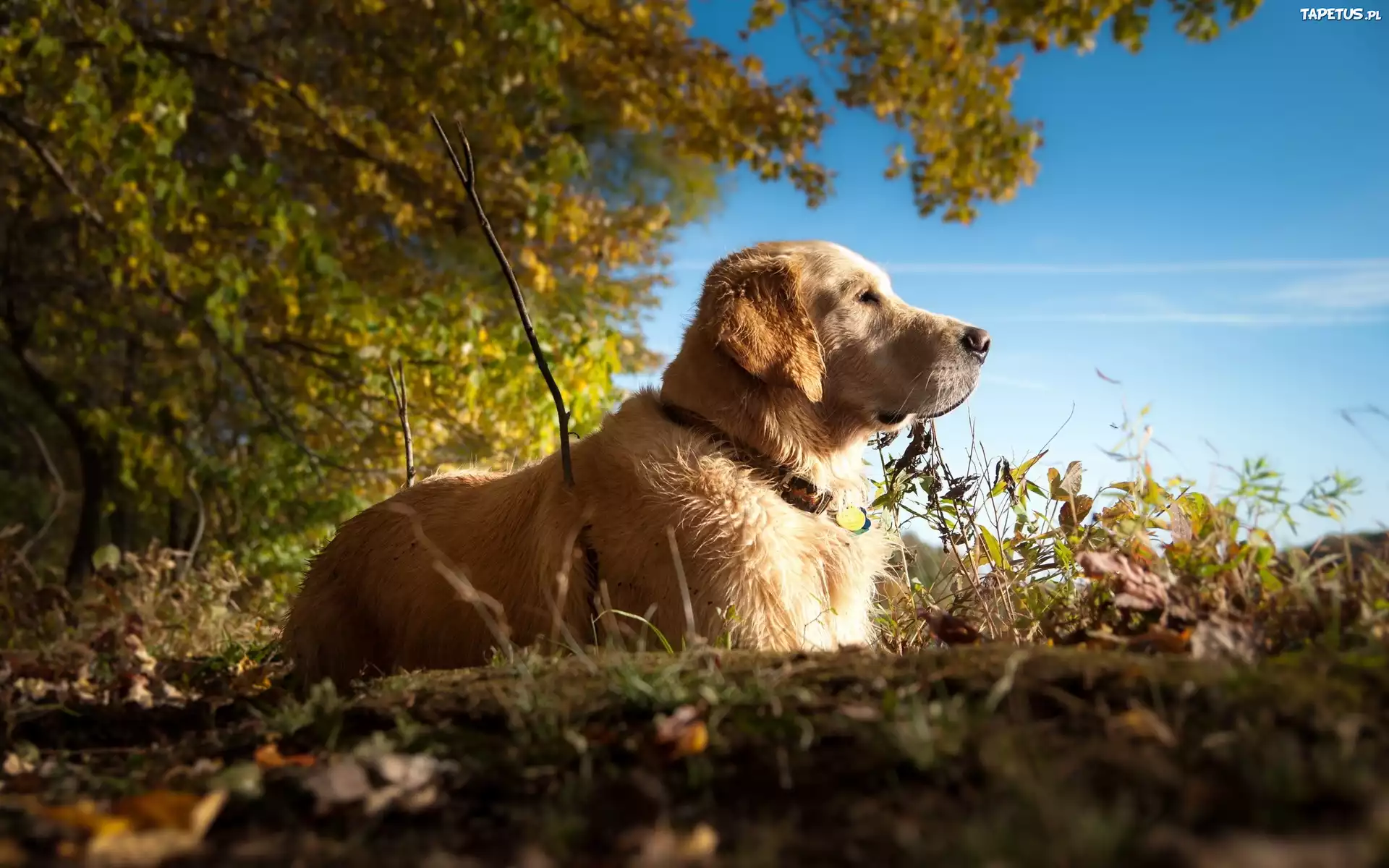 Golden Retriever, Spacer, Las