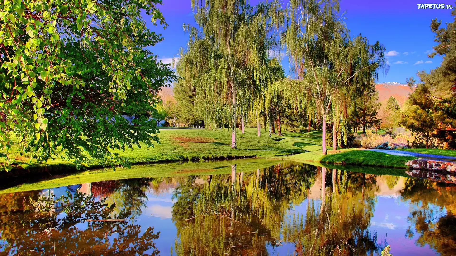 Drzewa, Jezioro