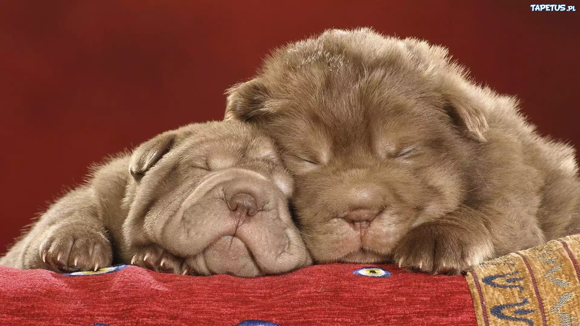 Dwa, Śpiące, Shar Pei