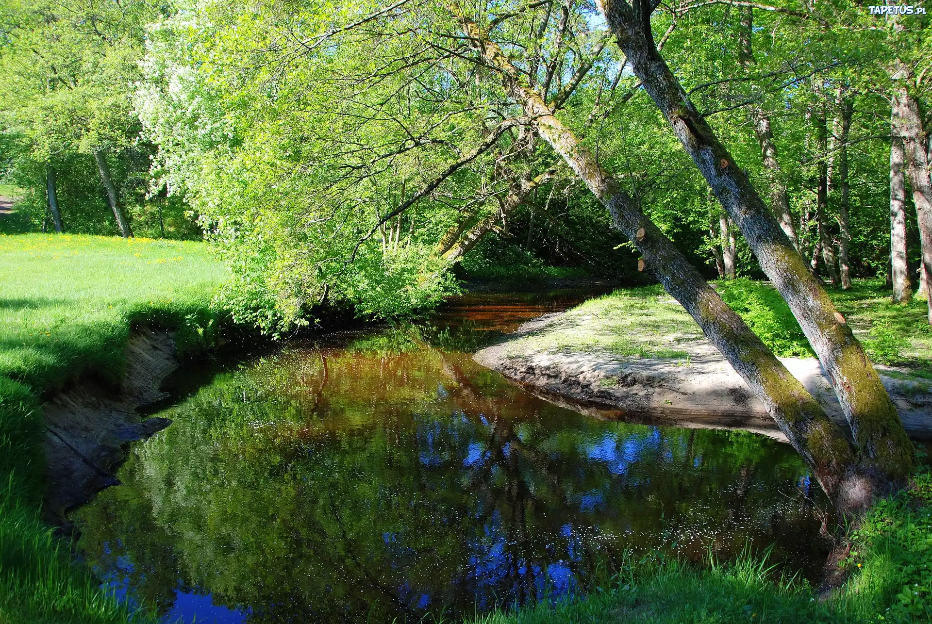 Rzeka, Drzewa, Trawa