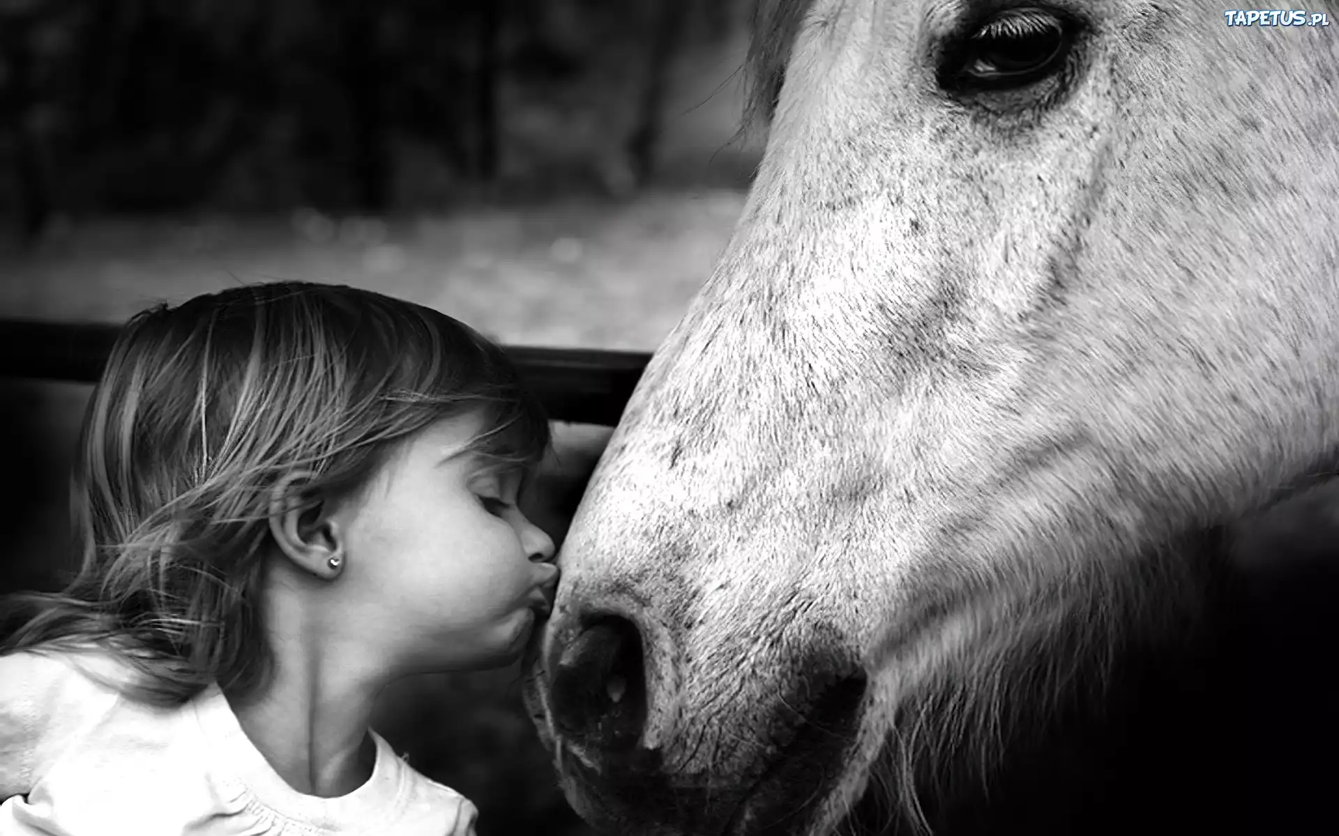 Horse kids