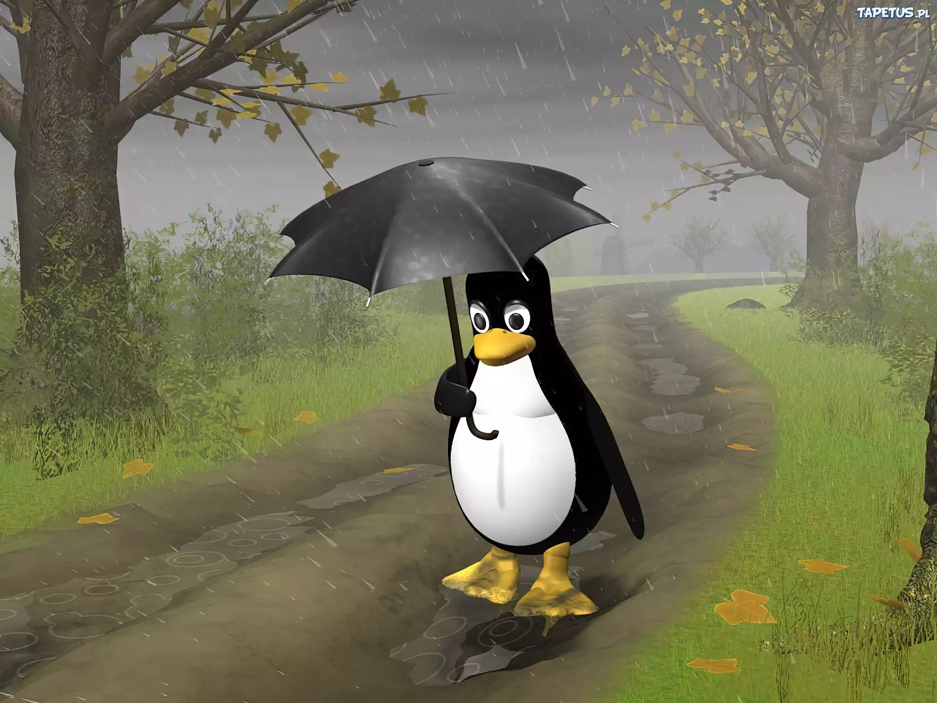 Pingwin, Parasol, Droga, Linux