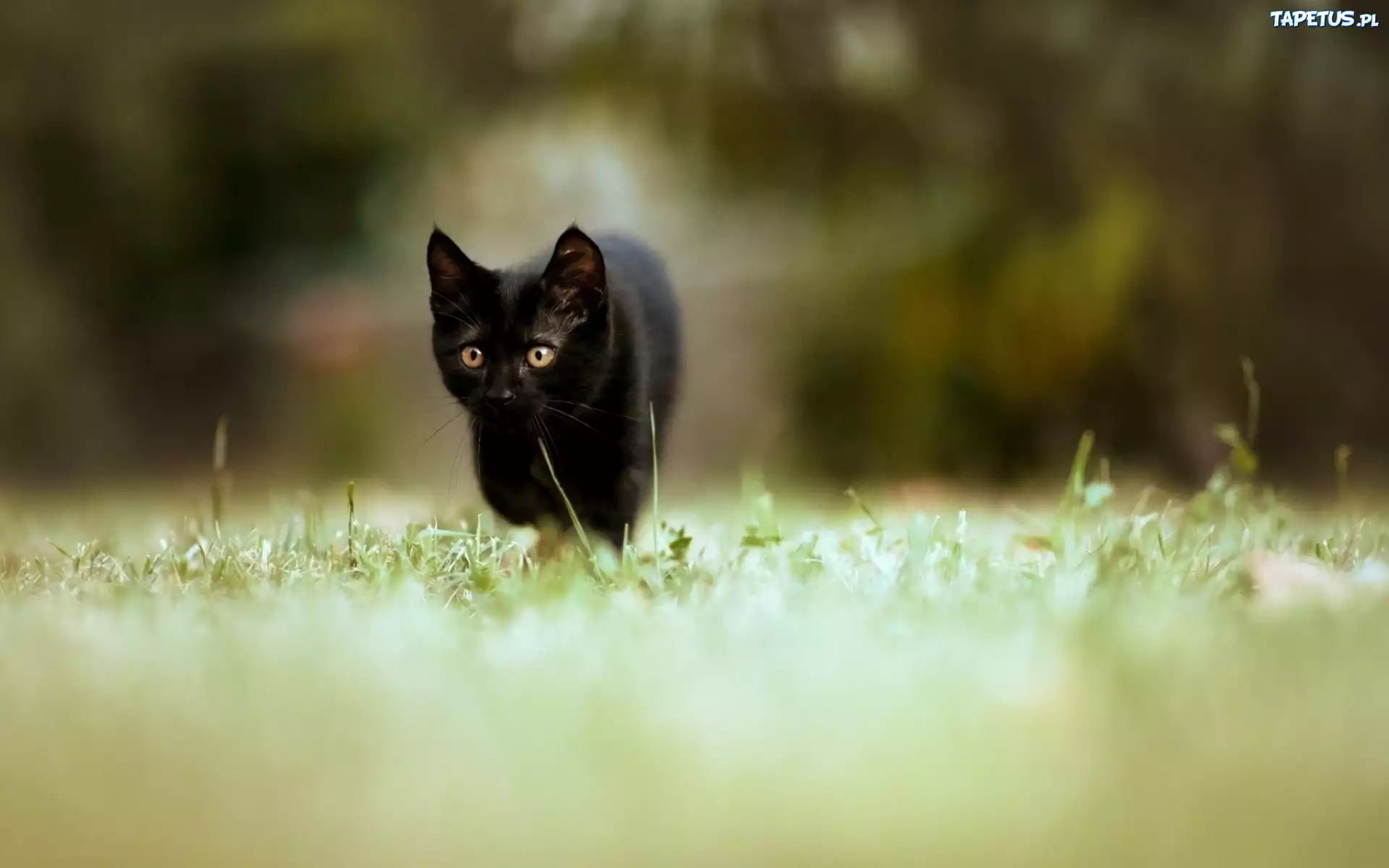 черный кот природа животные black cat nature animals загрузить