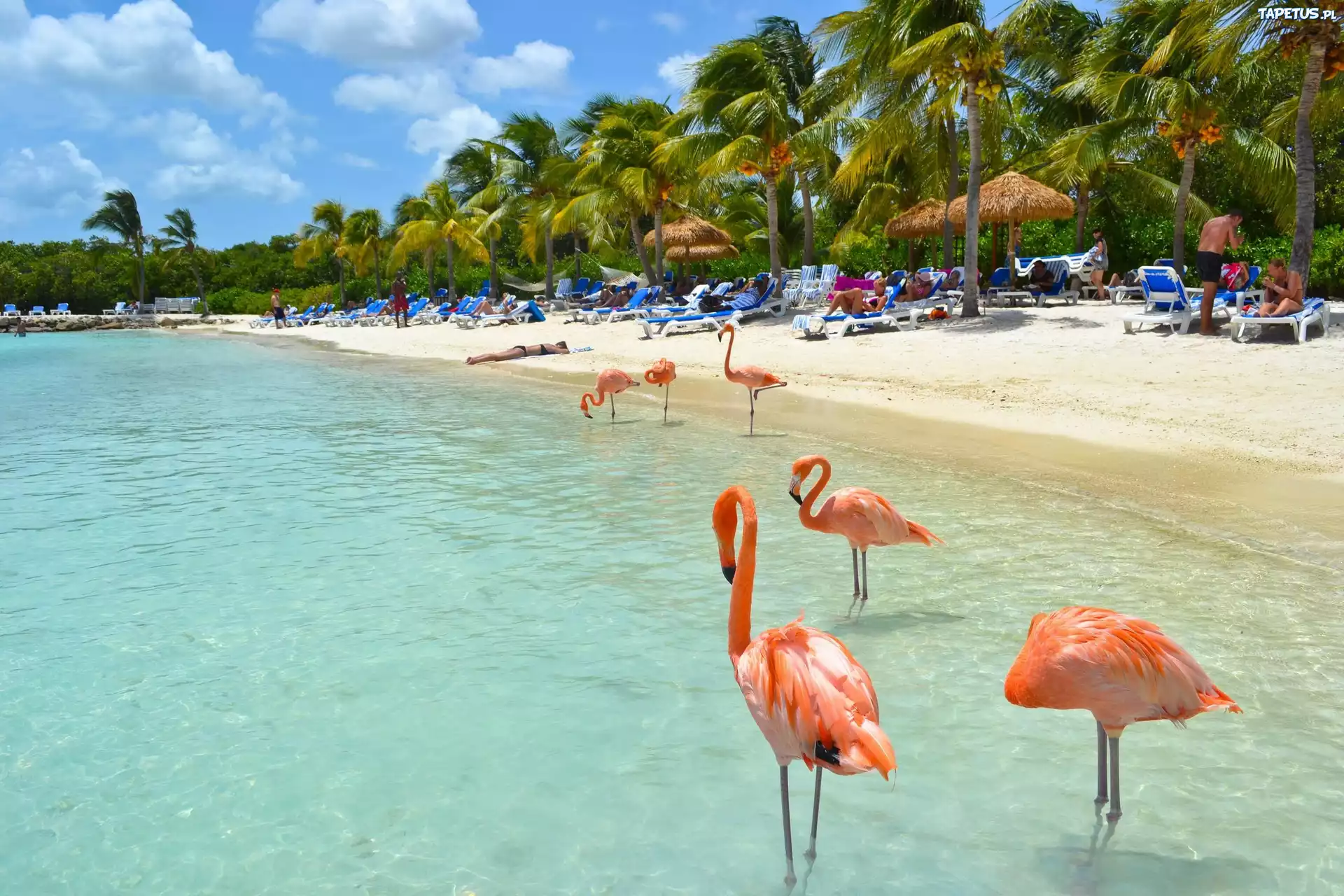 Aruba, Plaża, Palmy, Morze, Flamingi