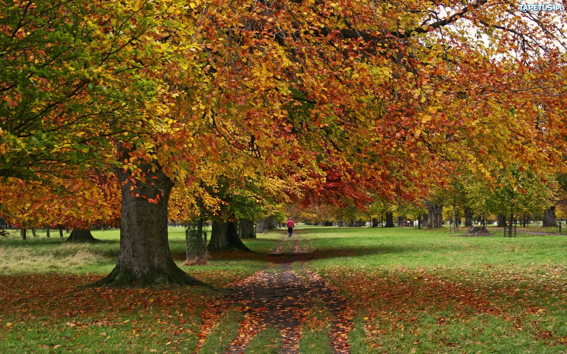 Park, Jesień, Zieleń, Liście