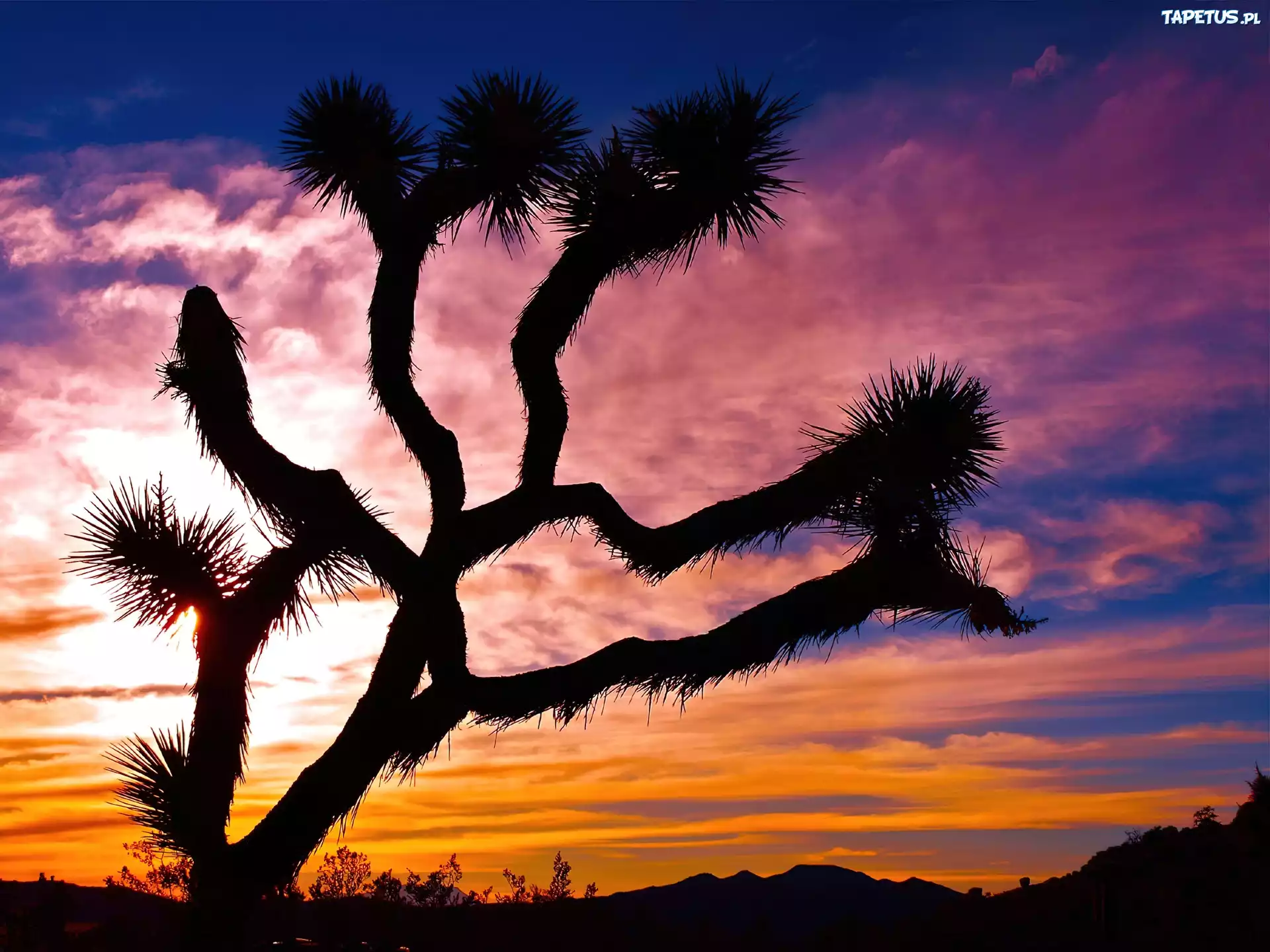 Park Narodowy, Joshua Tree, Drzewo