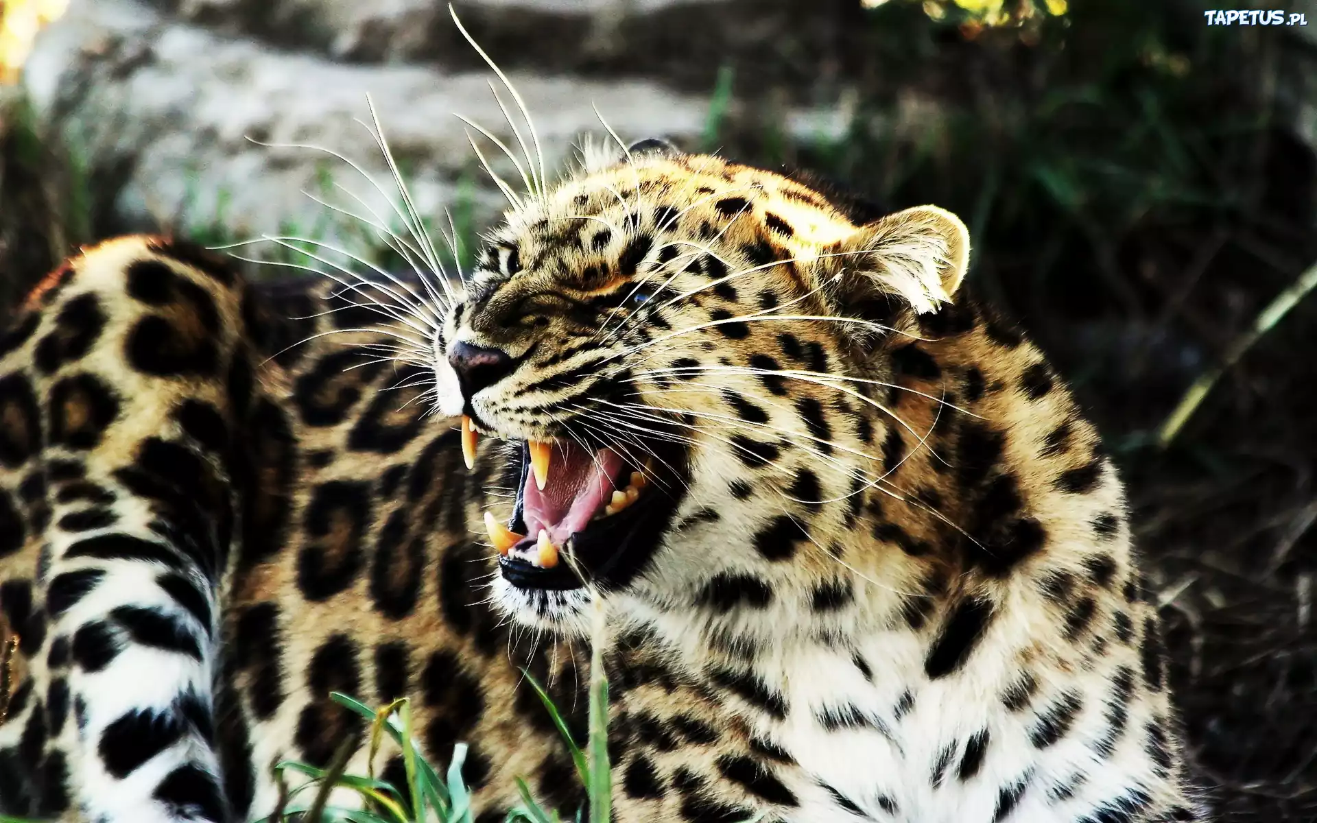 Kły, Wąsy, Jaguar