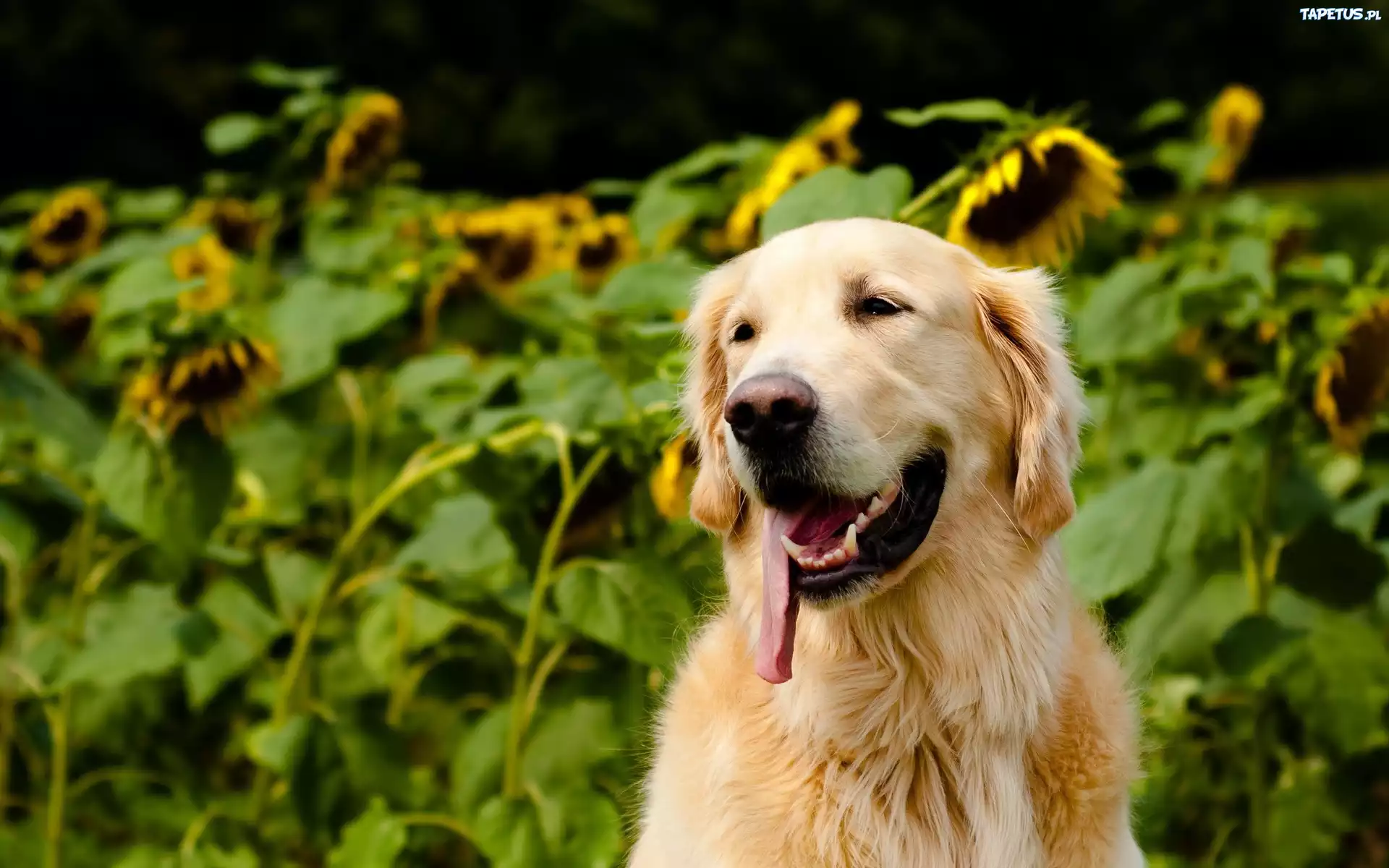 Golden Retriever, Jęzor, Słoneczniki