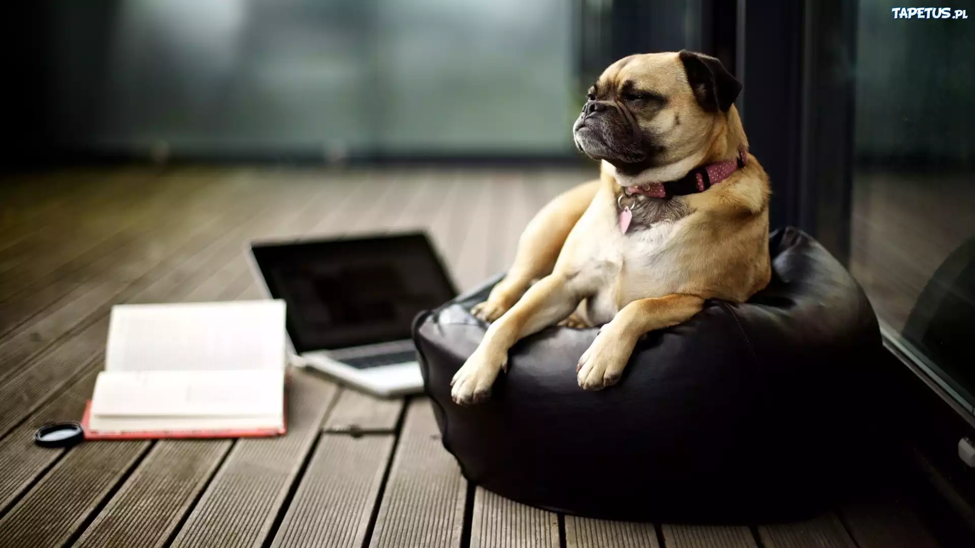 Pies, Fotel, Laptop