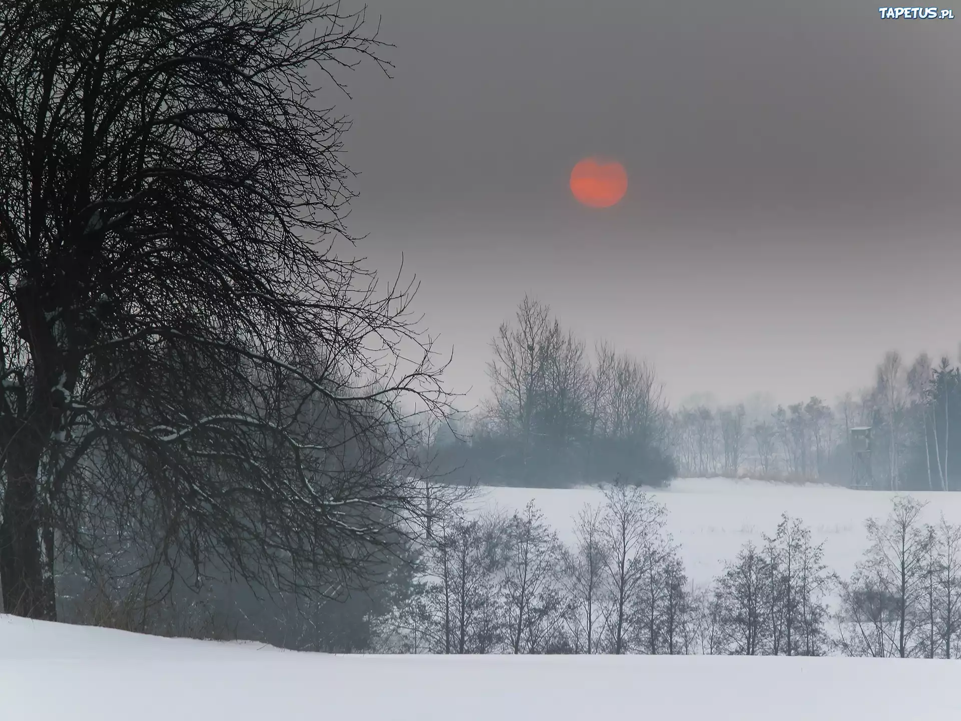 Zima, Drzewa, Cerwone, Słońce