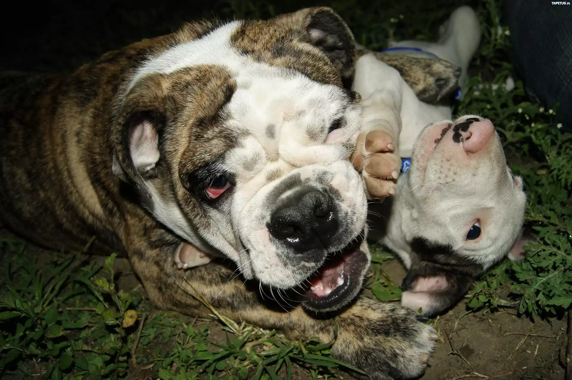 Buldog Angielski, Trawa, Zabawa