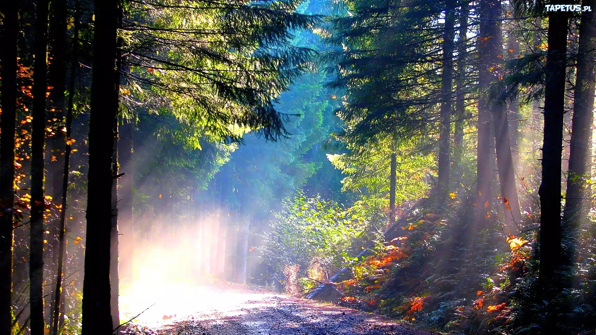 лес солнце дорога лучи бесплатно
