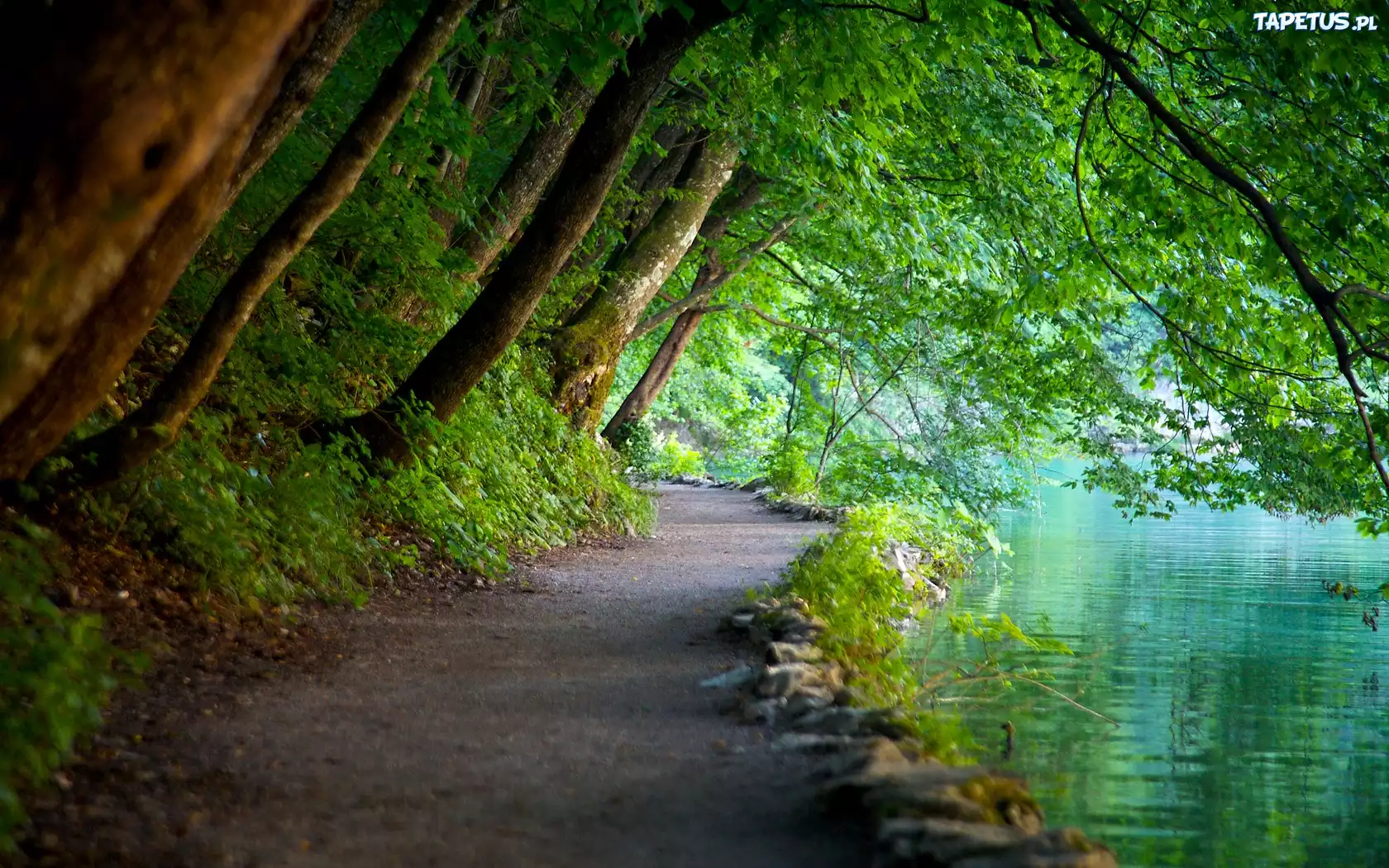 Park Narowodwy Plitwickie, Woda, Drzewa, Ścieżka