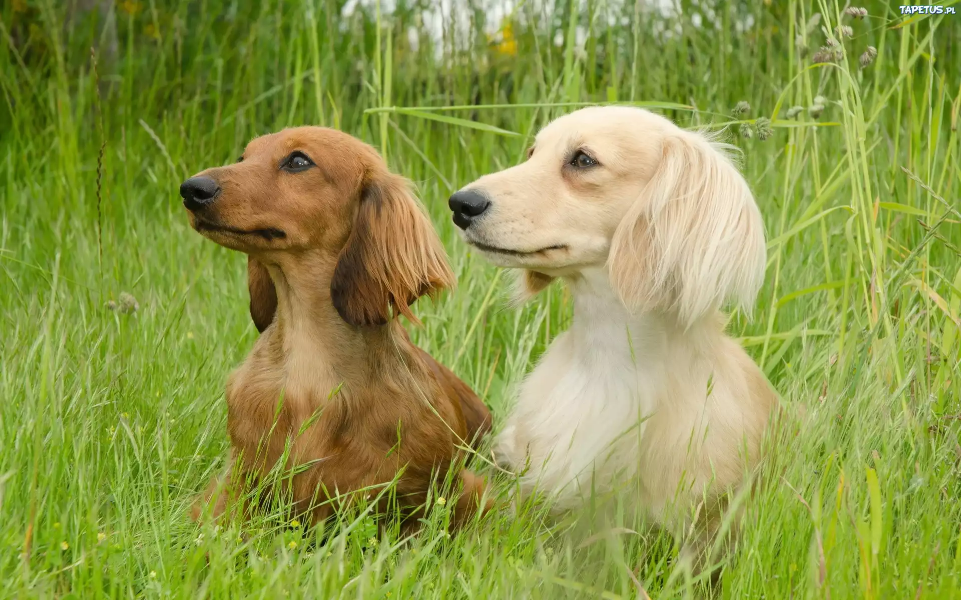 Dwa, Jamniki, Trawa