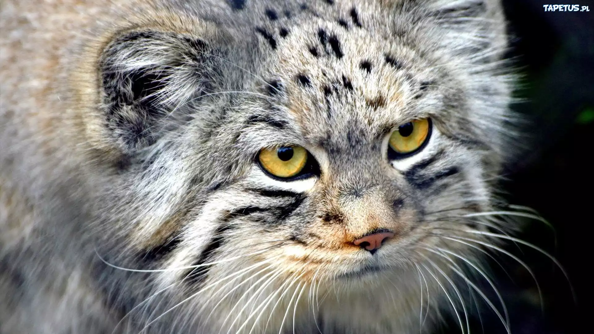 Manul, Mordka
