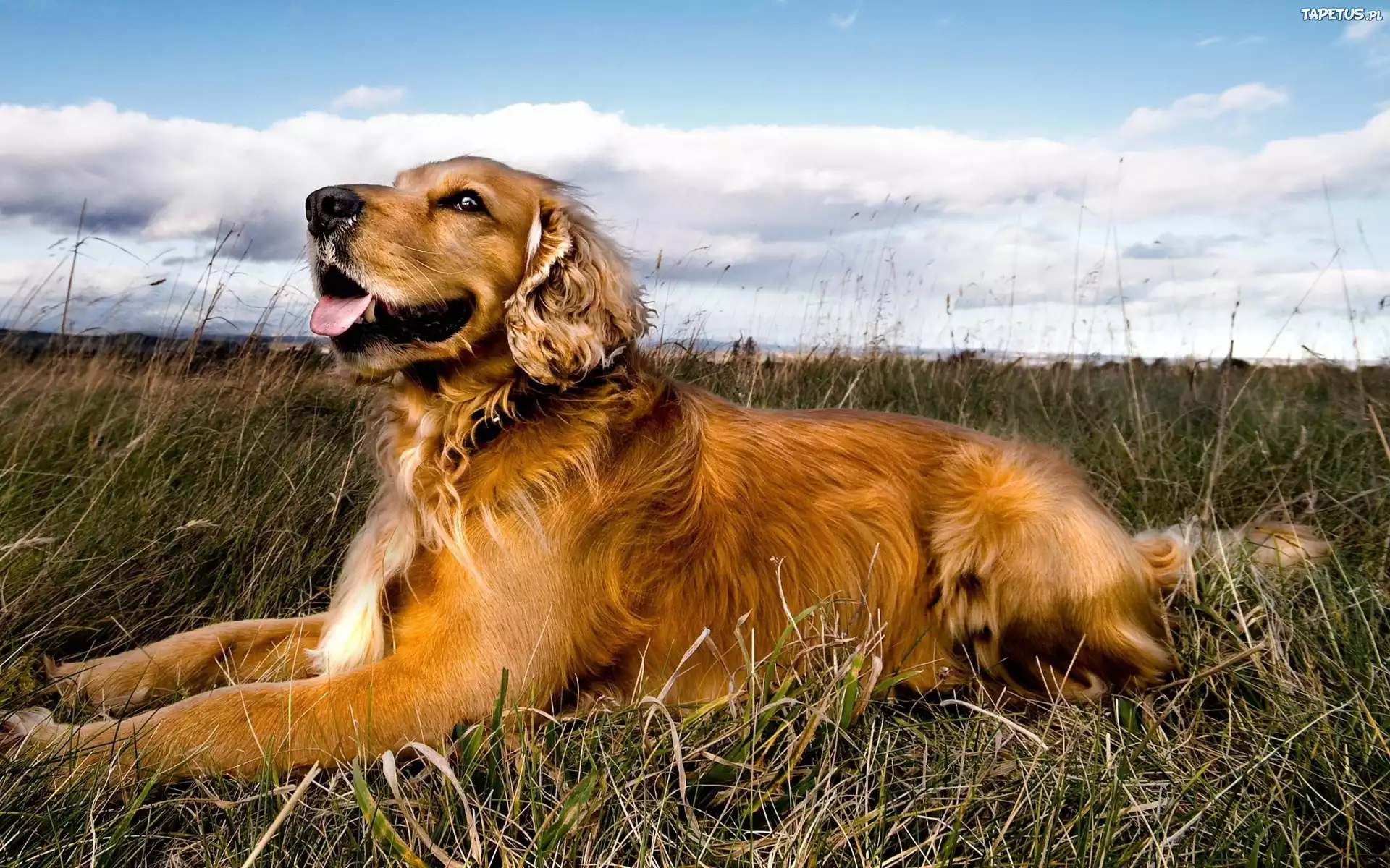Pies, Golden Retriever, Trawa, Niebo, Chmury