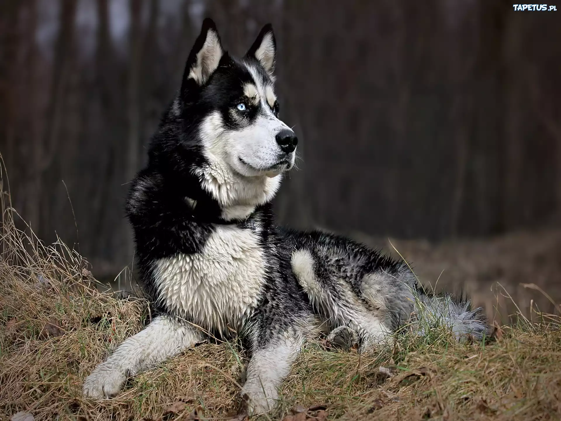 Czujny, Husky, Trawa