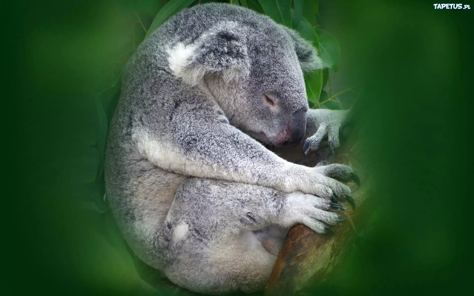 Miś, Koala, Drzewo, Grafika