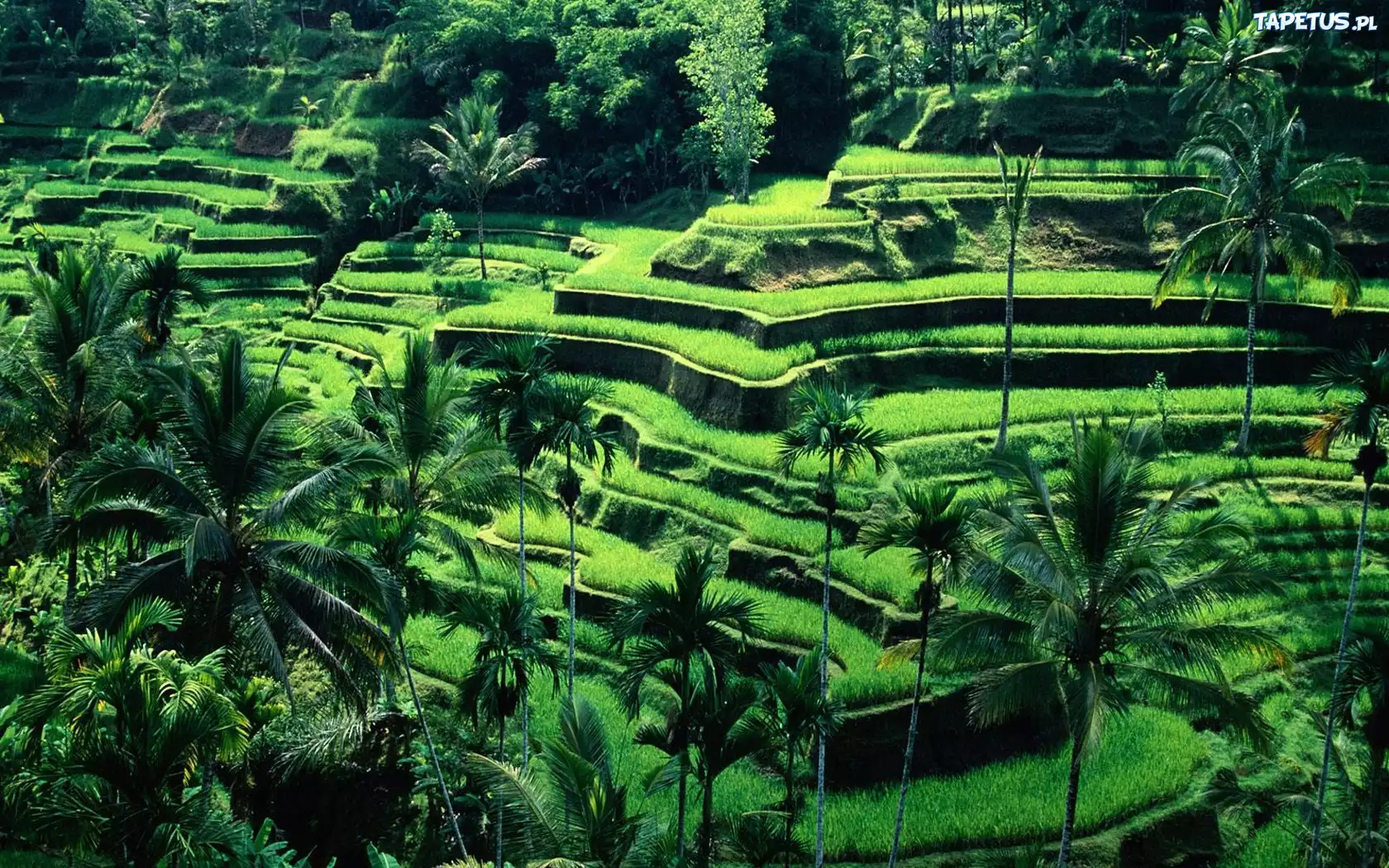 Tarasy, Uprawne, Bali