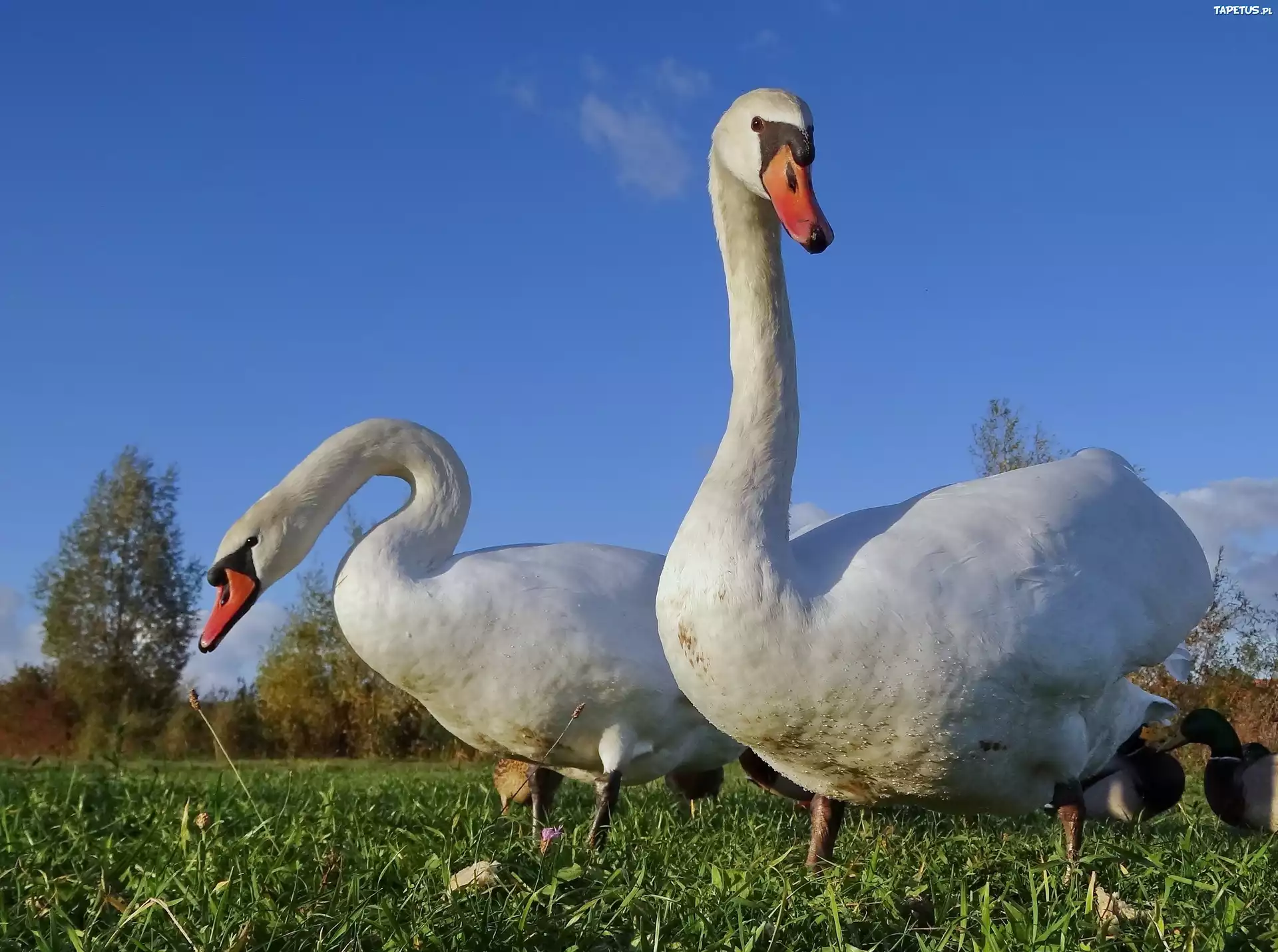 Dwa, Łabędzie, Trawa