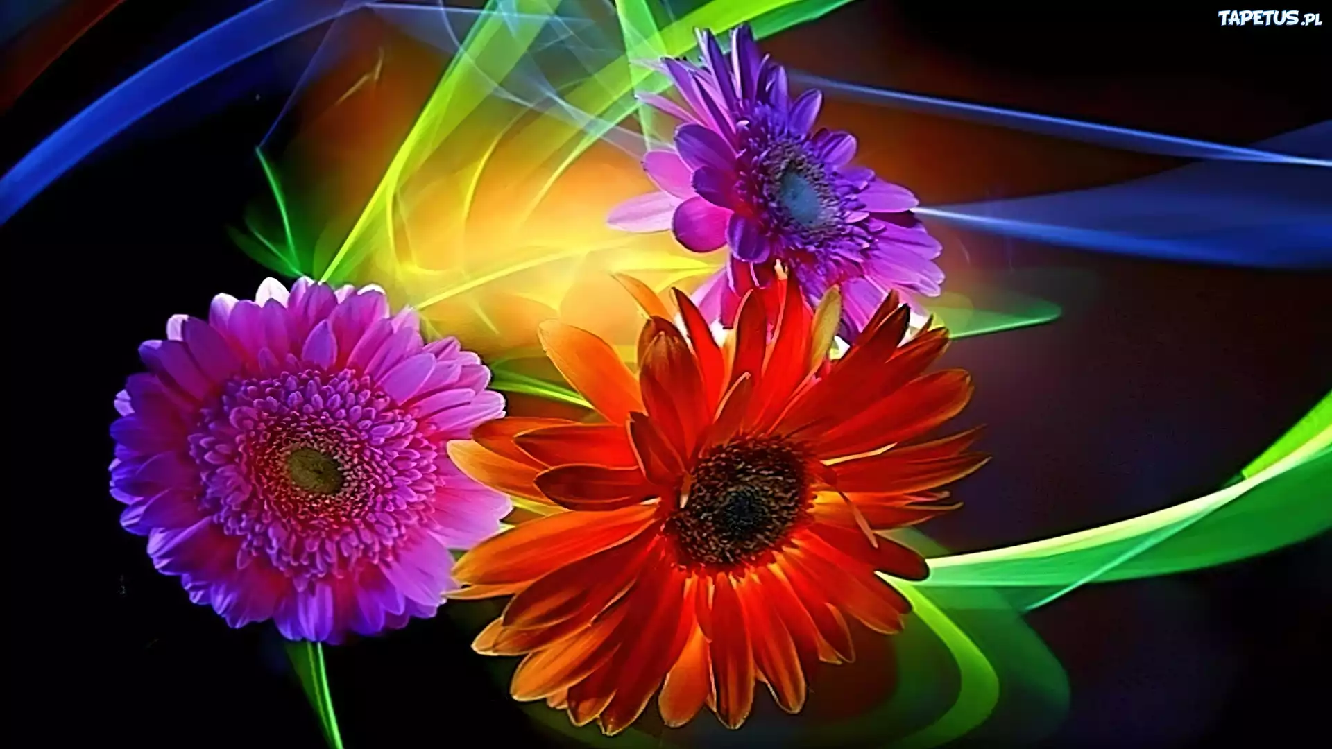 Kwiaty, Gerbera, Refleksy, Świała