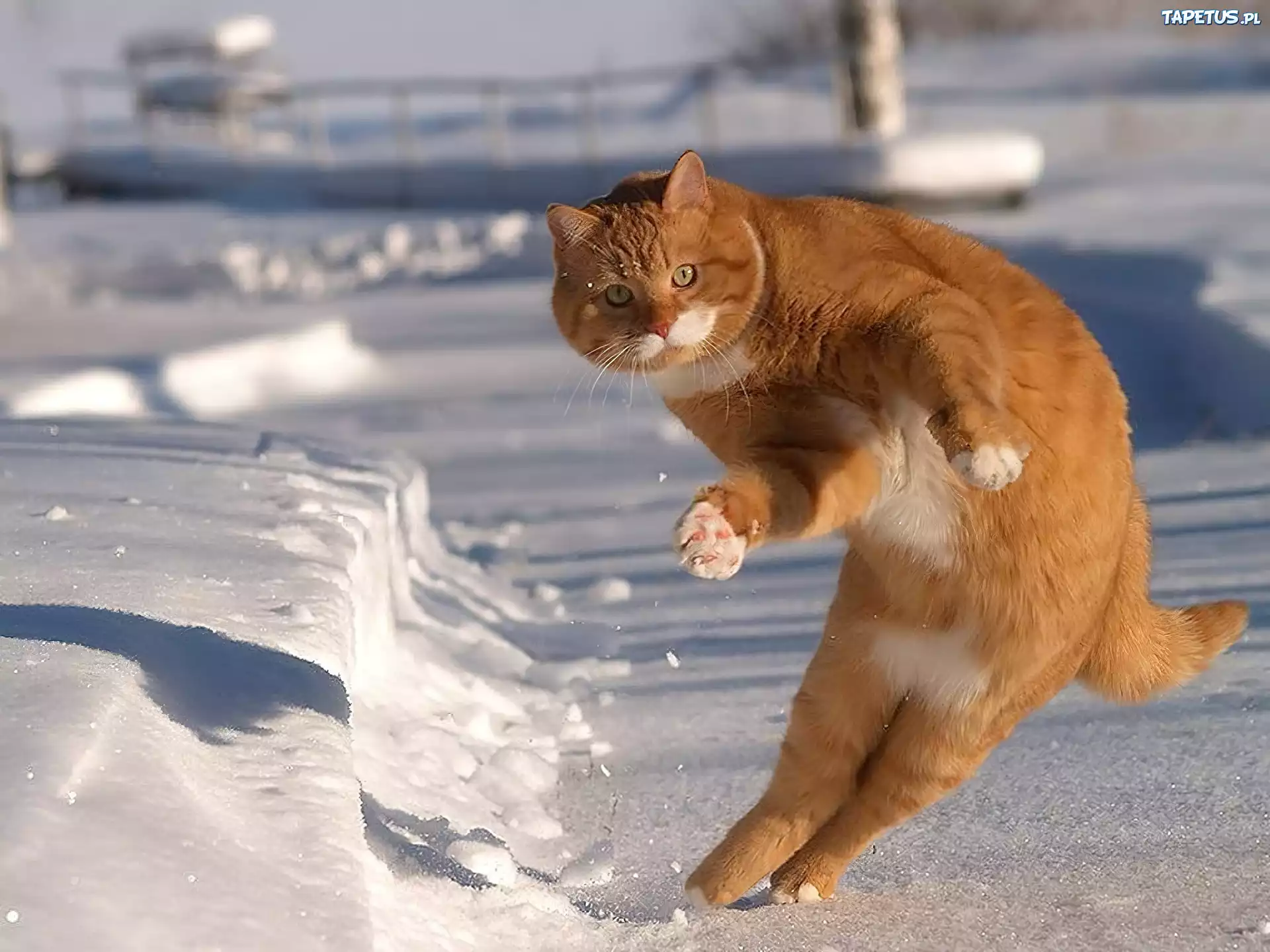 Rudy, Kot, Śnieg