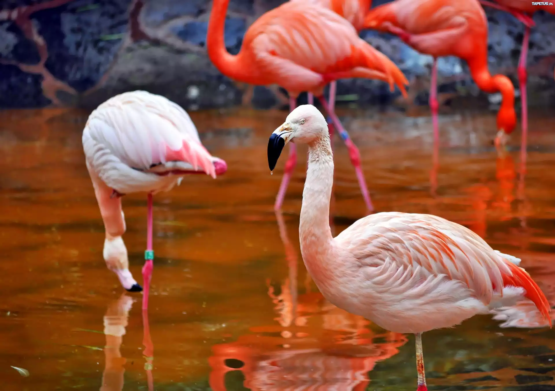 Flamingi