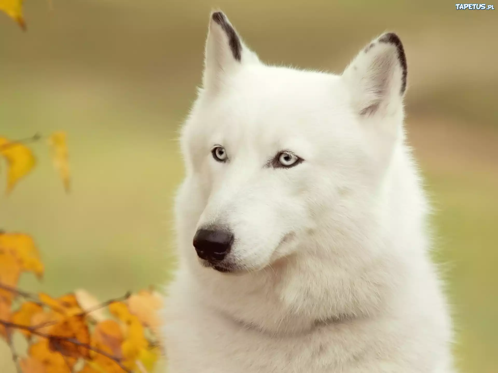 Biały, Siberian, Husky