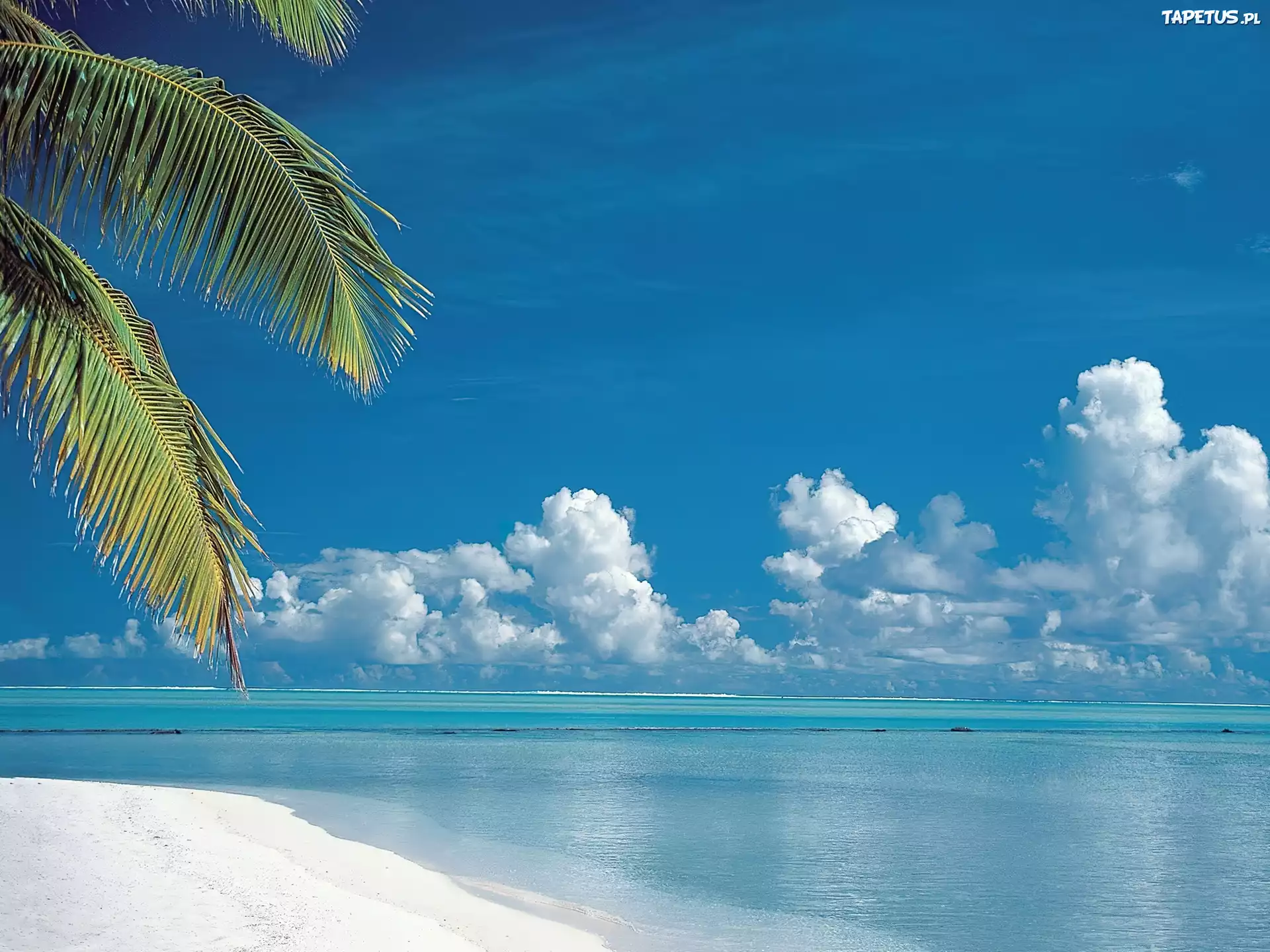 Plaża, Morze, Liście, Palm, Chmury