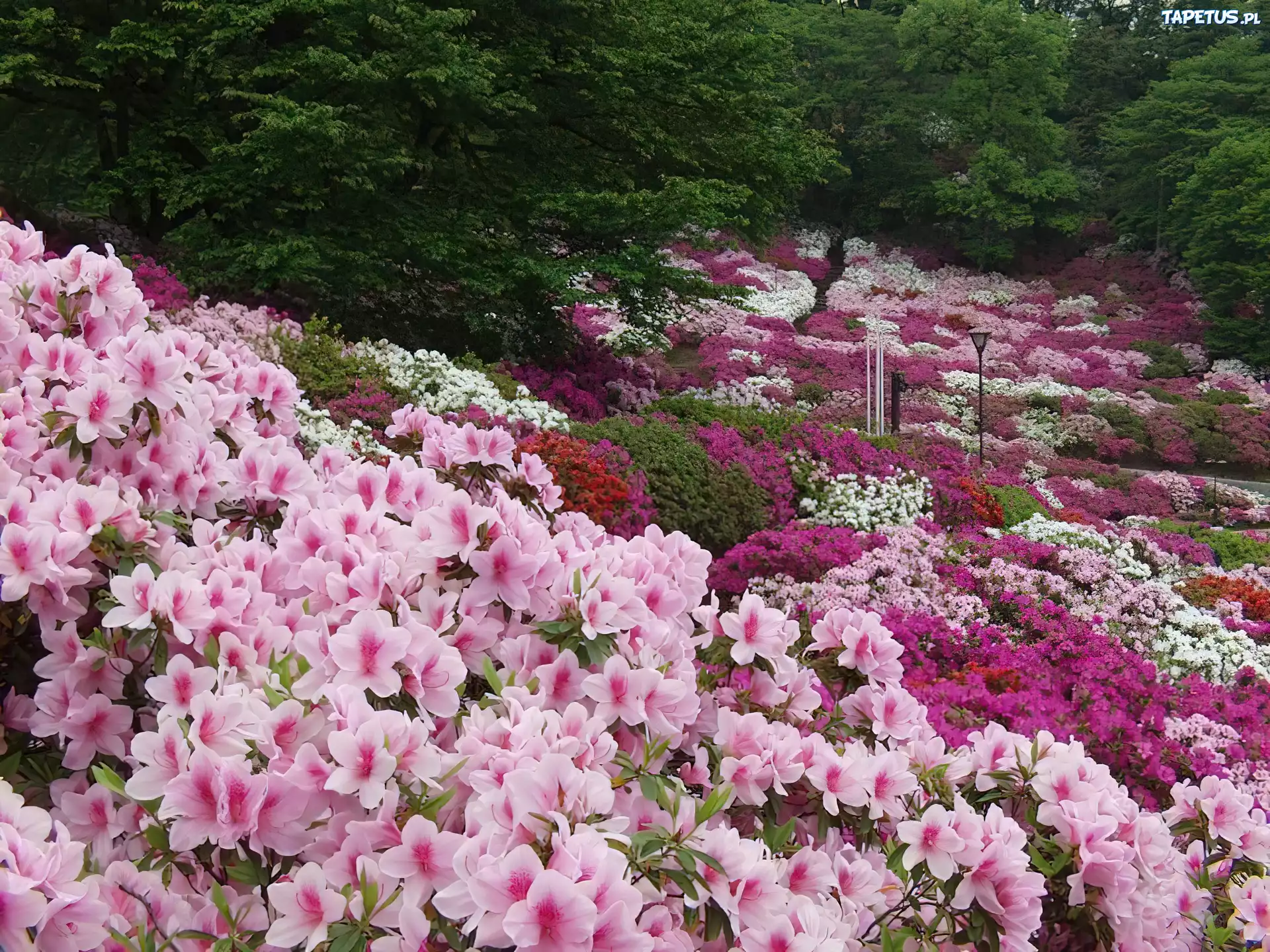 Ogrody, Park, Kwiaty, Azalie, Fukushima