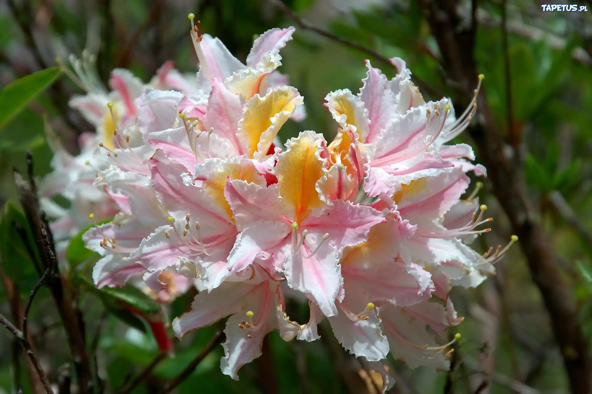 Różanecznik, Zachodni, Rhododendron, Occidentale