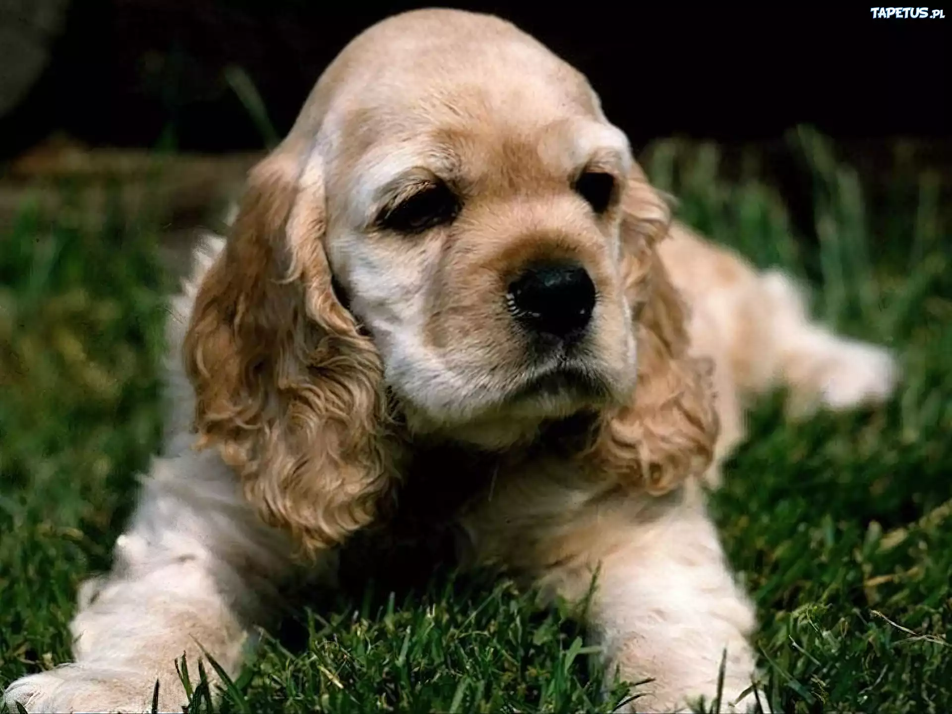 Leżący, Szczeniak, Cocker Spaniel
