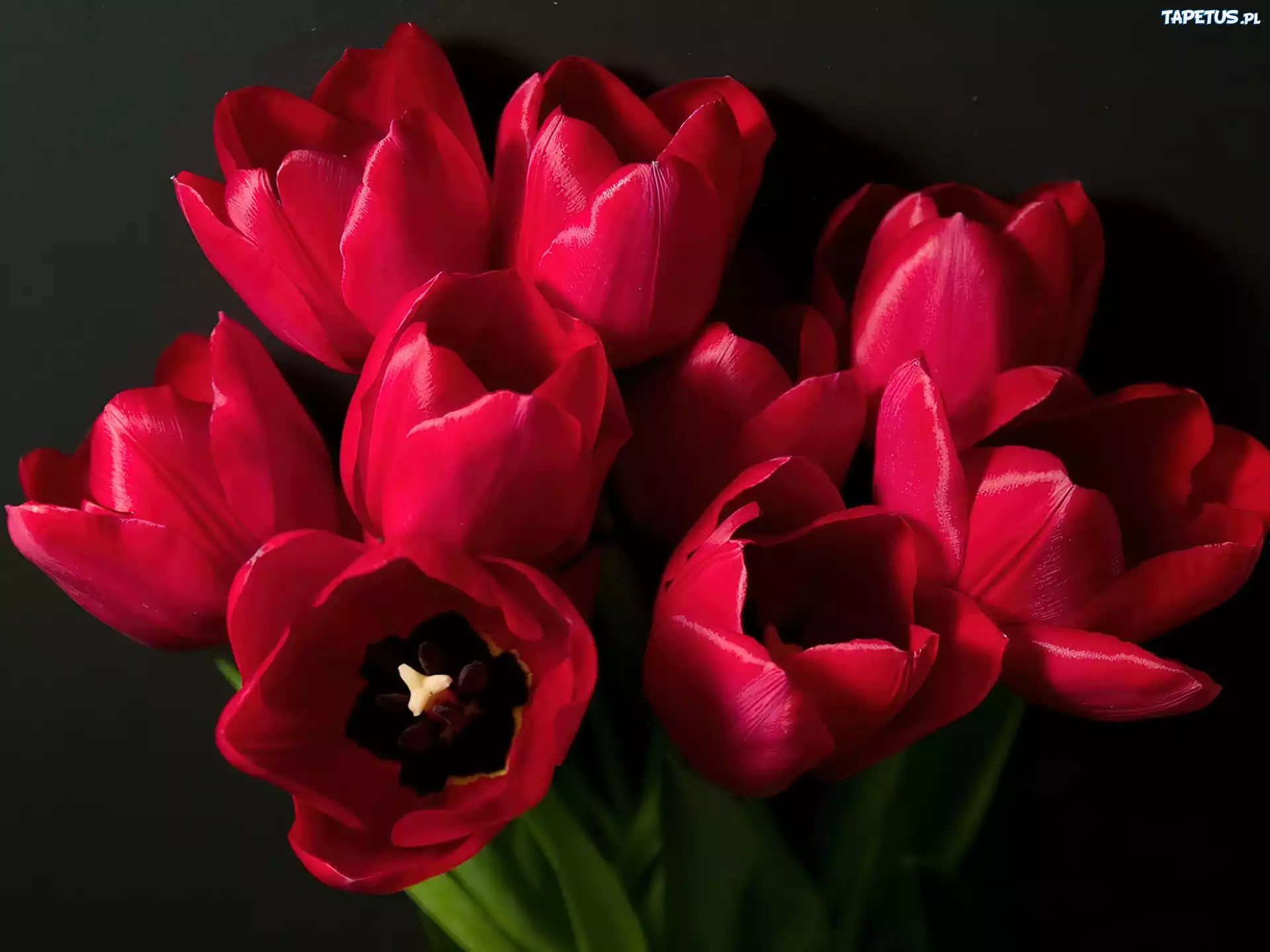 Czerwone, Tulipany