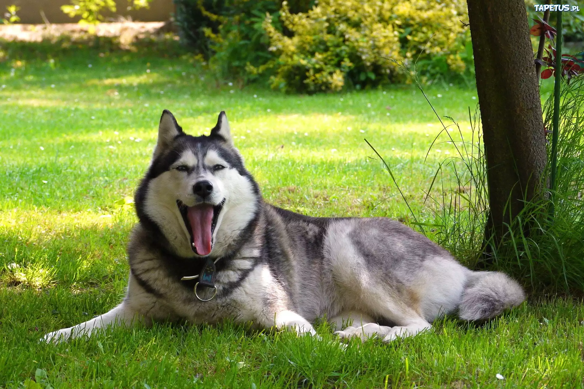 Husky, Język, Trawa, Drzewo