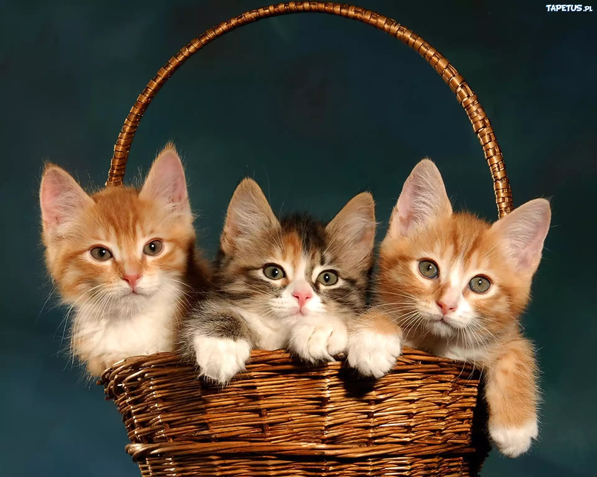Котята звуко. Котики в корзинке. Кошка в лукошке. Кошка с котятами в лукошке. Котята в лукошке.